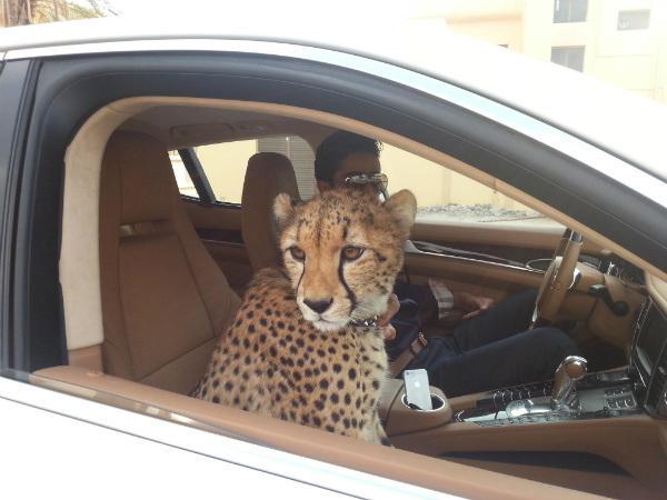 Cheetah in car