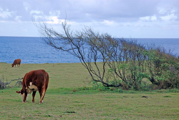 Maui-Hana1