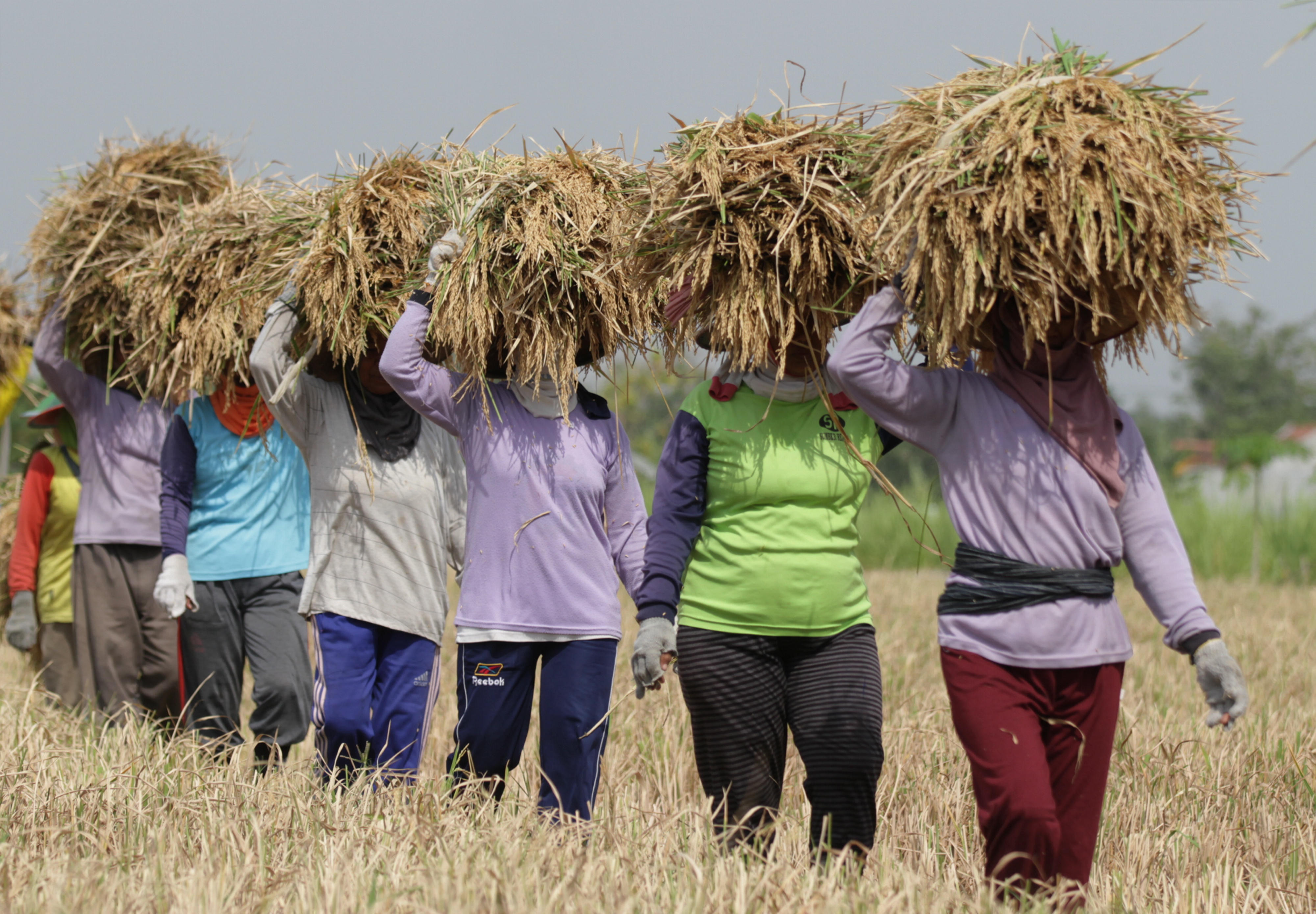 Buruh tani memanen padi di Ngawi, Jawa Timur, Senin (19/10). Kementrian Pertanian mencatat 392.000 hektare sawah di Pulau Jawa telah dipanen pada bulan September lalu dan mampu menghasilkan beras sebanyak 1,12 juta ton. ANTARA FOTO/Ari Bowo Sucipto.