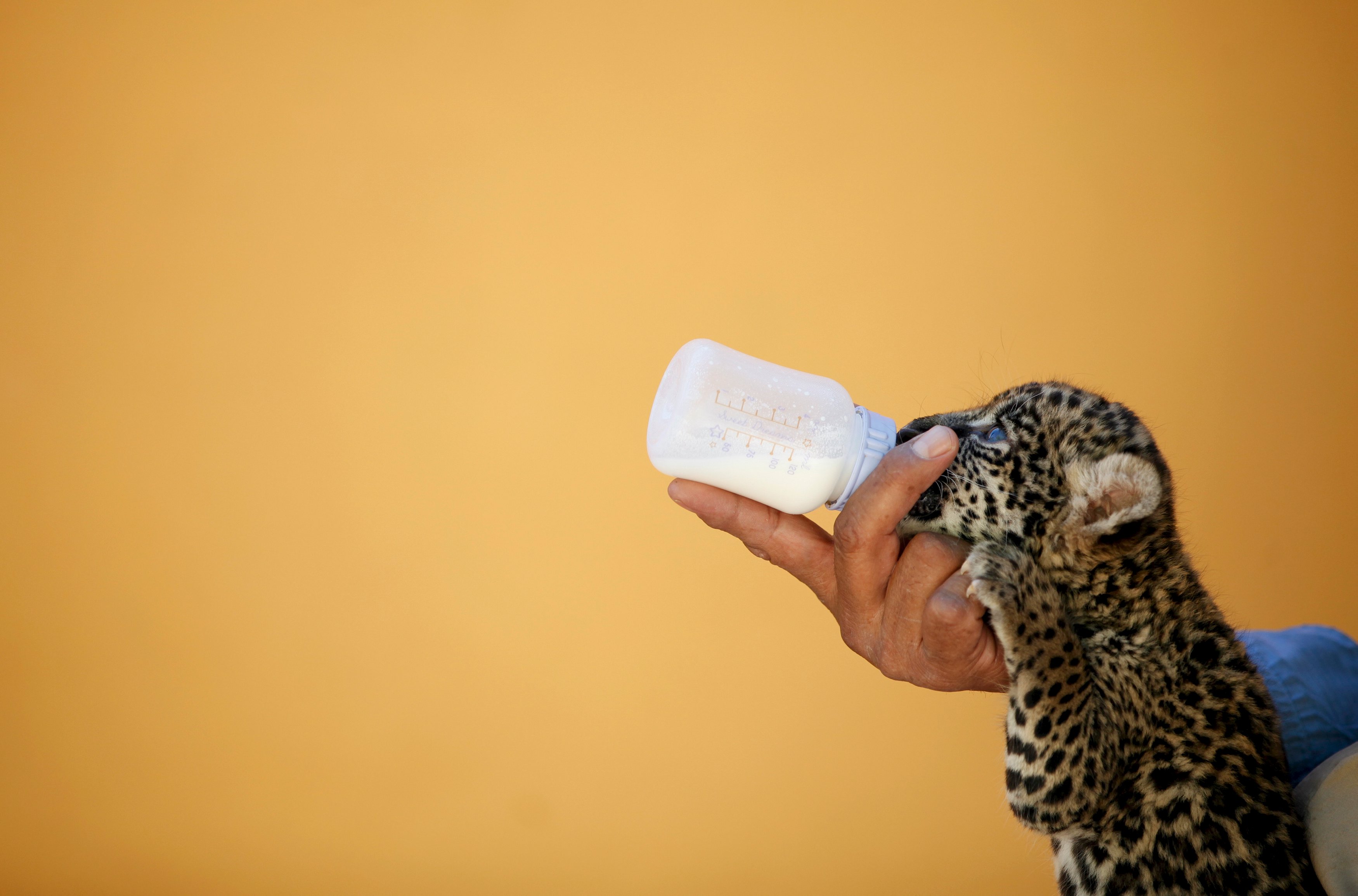 Seorang penjaga hewan memberikan susu kepada bayi jaguar berusia empat minggu saat memperlihatkan kepada media di sebuah kebun binatang di Ciudad Juarez, Meksiko, Rabu (14/10). ANTARA FOTO/REUTERS/Jose Luis Gonzalez.