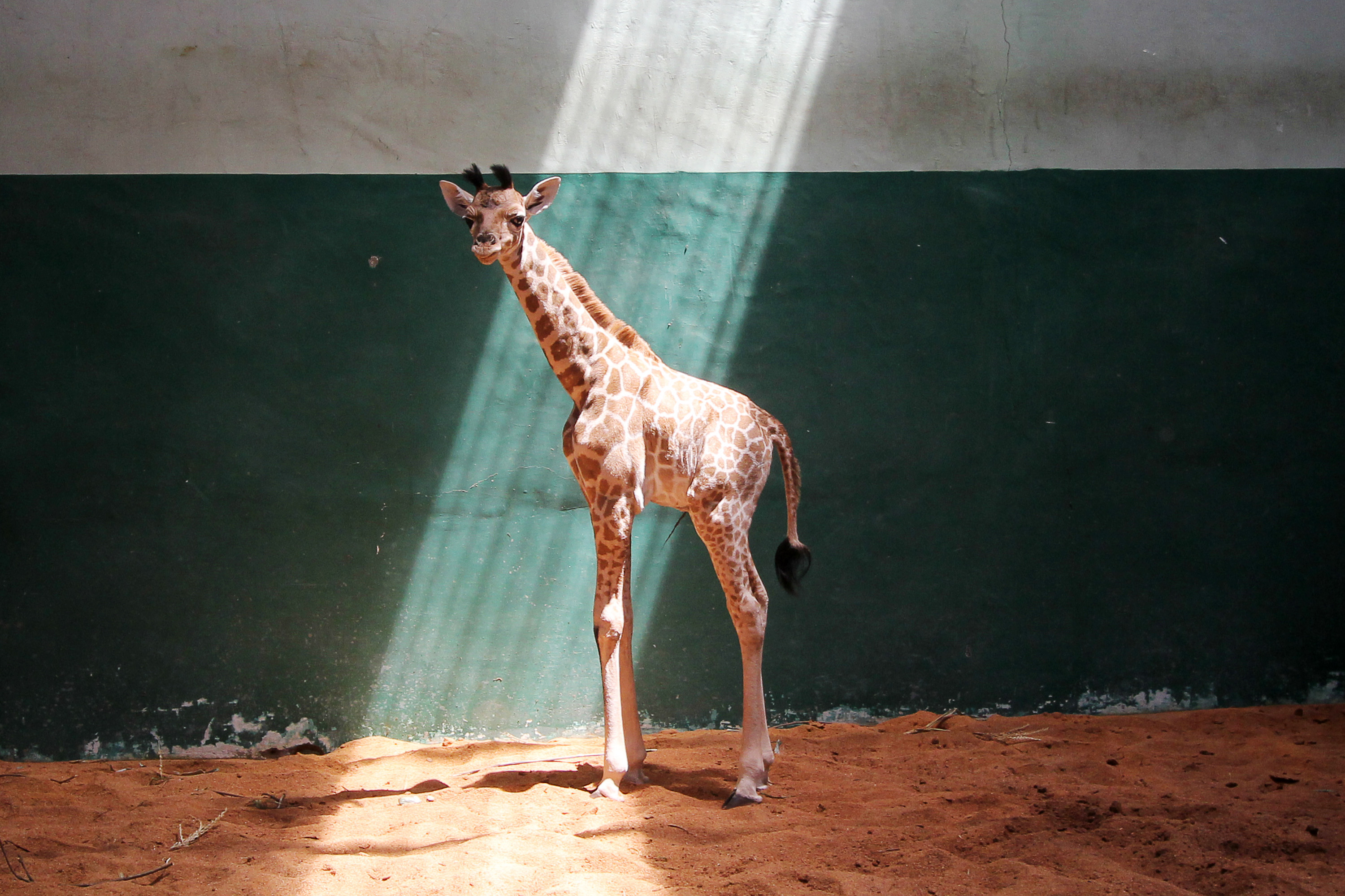 Seekor bayi jerapah (giraffa camelopardalis) berada di kandang karantina di Taman Safari Indonesia (TSI) II, Pasuruan, Jawa Timur, Jumat (09/10). Anak jerapah yang lahir pada Minggu (4/10) dengan tinggi 1.5 meter tersebut melengkapi 6 koleksi jerapah di Taman Safari Indonesia II. ANTARA FOTO/Moch Asim.