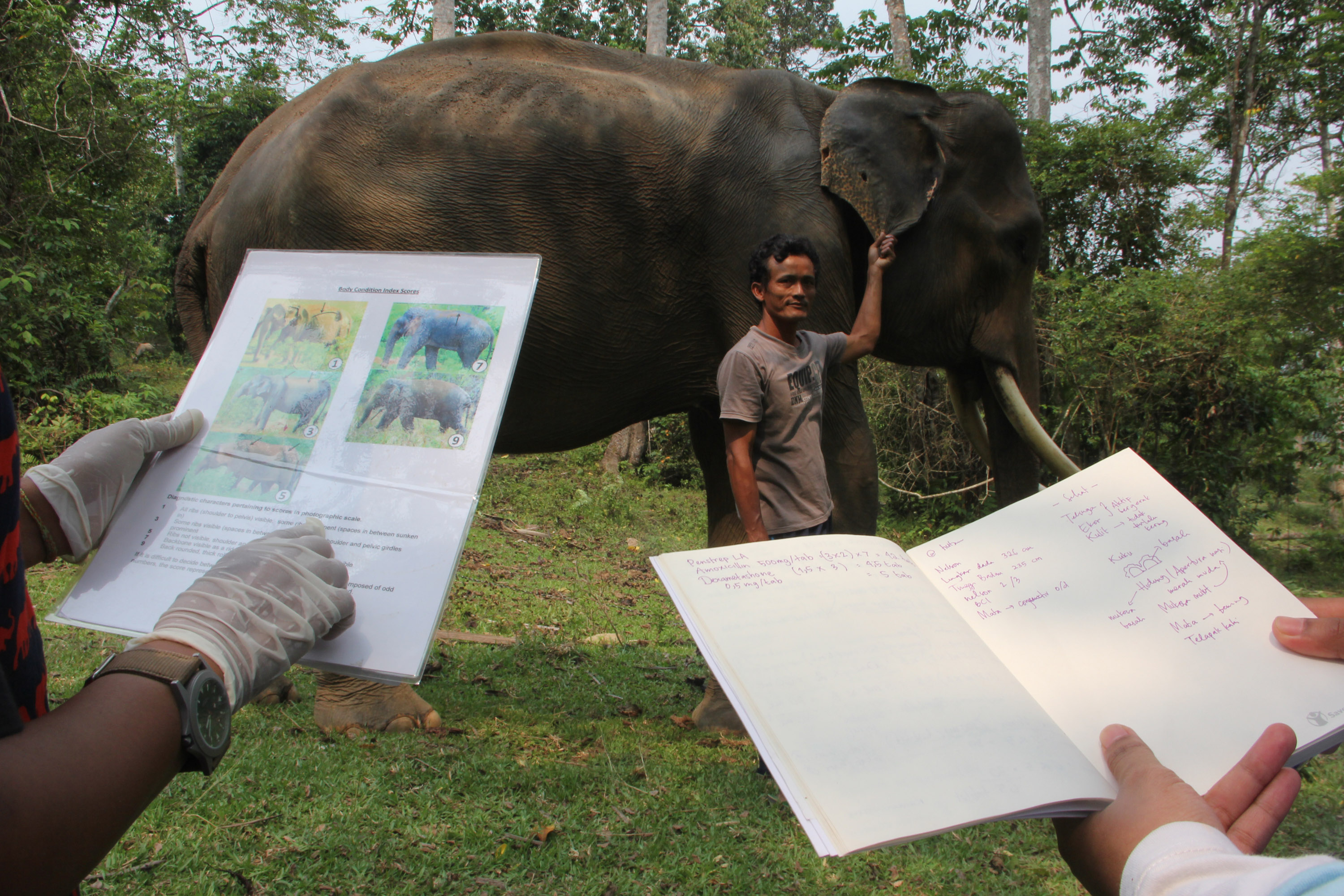 Dokter hewan dan petugas memeriksa kesehatan gajah Sumatra (Elephas maximus sumatrensis) bernama Nelson di Pusat Konservasi Gajah (PKG) Seblat, Putri Hijau, Bengkulu, Sabtu (03/10). Pemeriksaan kesehatan ini rutin di lakukan tiap tiga bulan satu kali untuk pemberian vaksin dan pengukuran badan guna antisapasi penyakit yang rentan menyerang gajah seperti infeksi dan cacingan. ANTARA FOTO/David Muharmansyah.