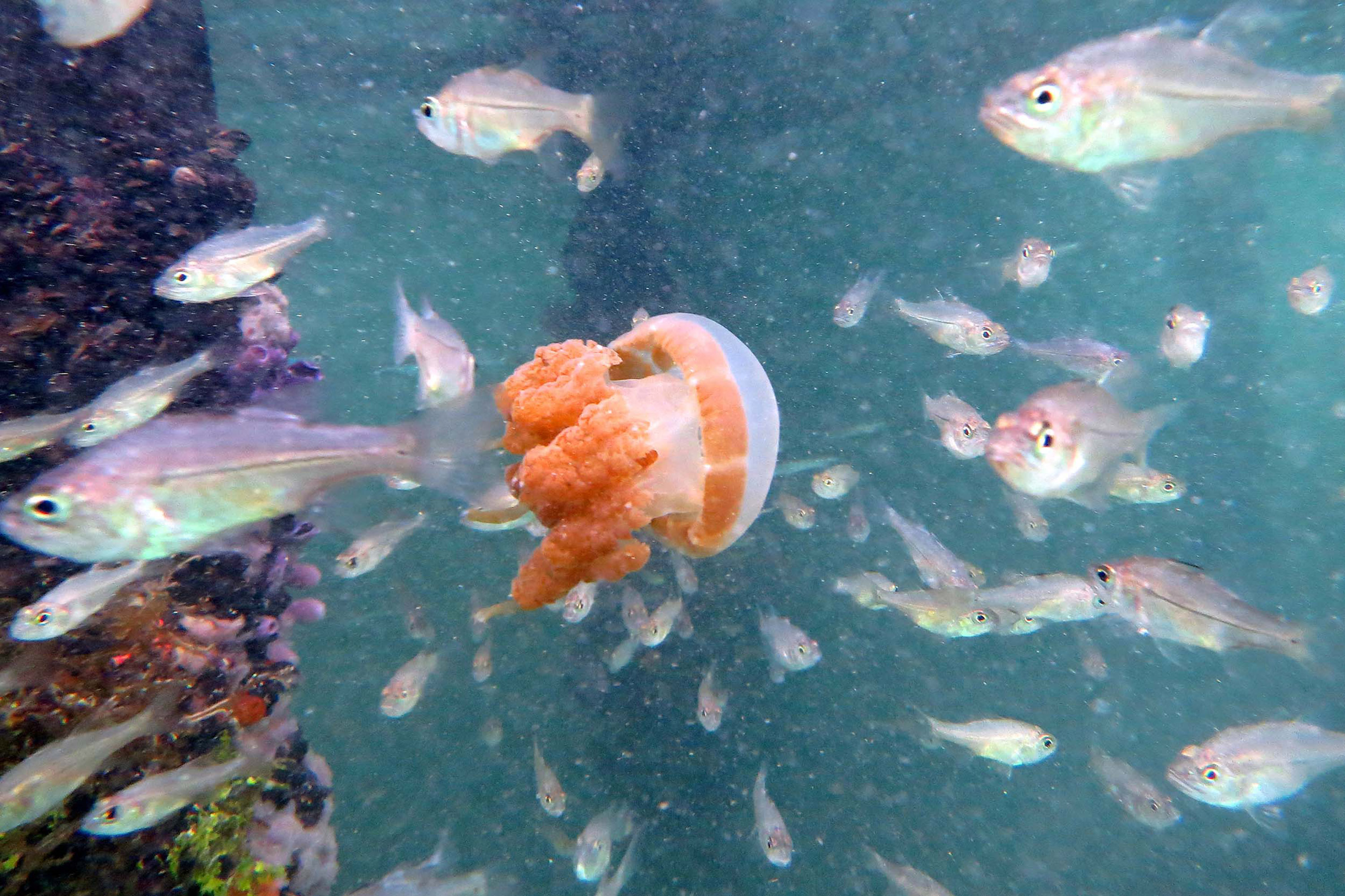 Ubur-Ubur berenang di Danau Kakaban, Kepulauan Derawan.