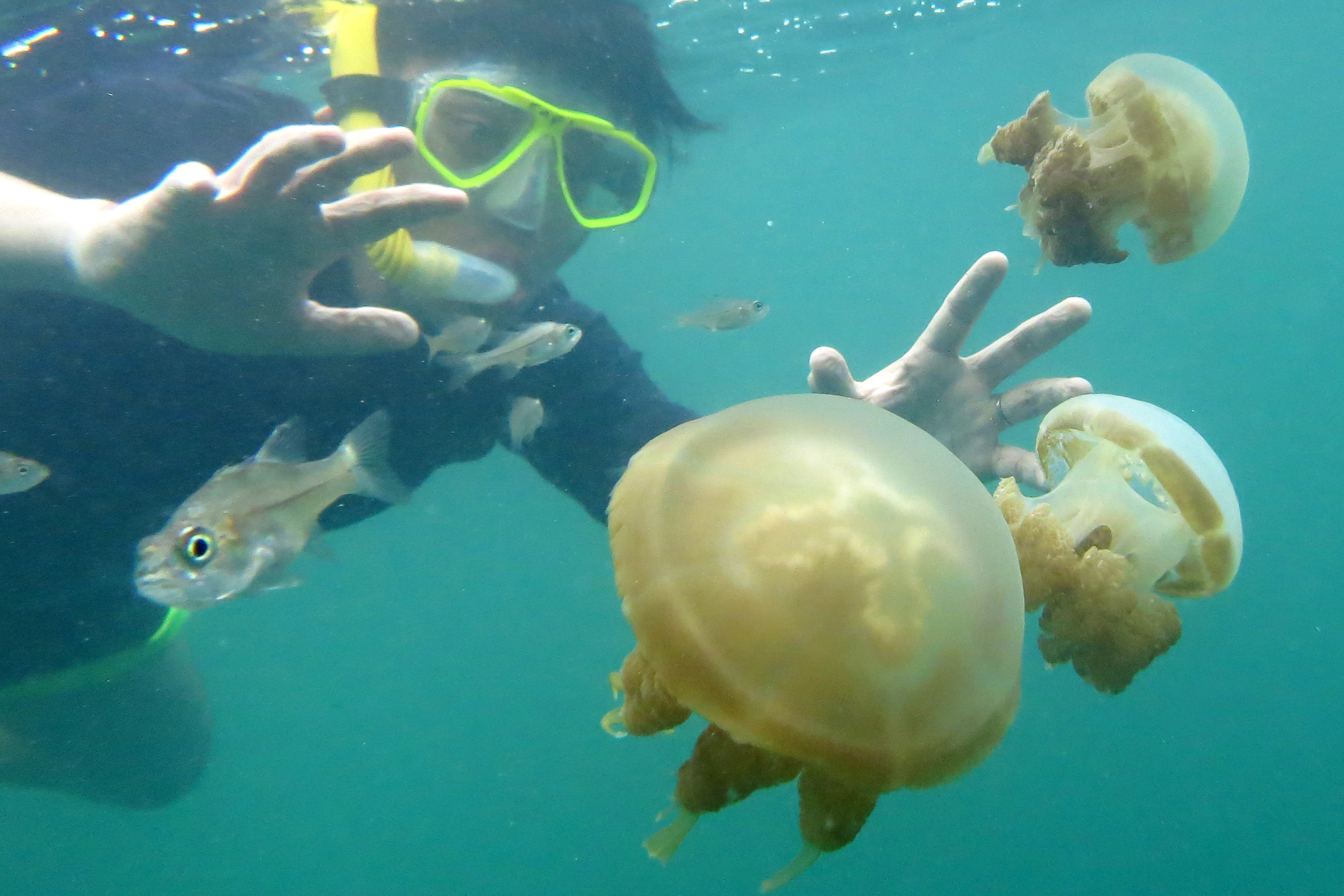 Wisatawan berenang bersama Ubur-Ubur di Danau Kakaban, Kepulauan Derawan, Berau, Kaltim, Kamis (12/3). Danau Kakaban merupakan danau air payau yang memiliki ekositem yang unik karena menjadi rumah bagi ratusan ubur-ubur yang kehilangan kemampuan menyengat. Tercatat hanya ada dua danau air payau jenis ini di dunia yakni, Danau Kakaban di Kepulauan Derawan dan Jellyfish Lake di Palau di kawasan tenggara Laut Pasifik. ANTARA FOTO/Prasetyo Utomo.