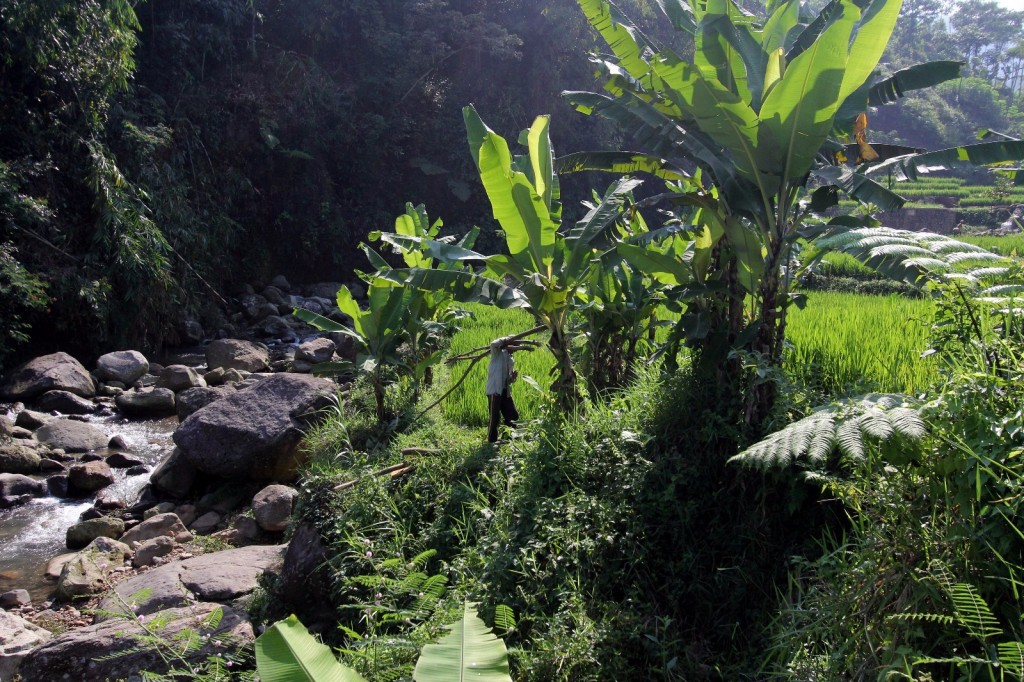Gunung Petey_Mencari Kayu Bakar