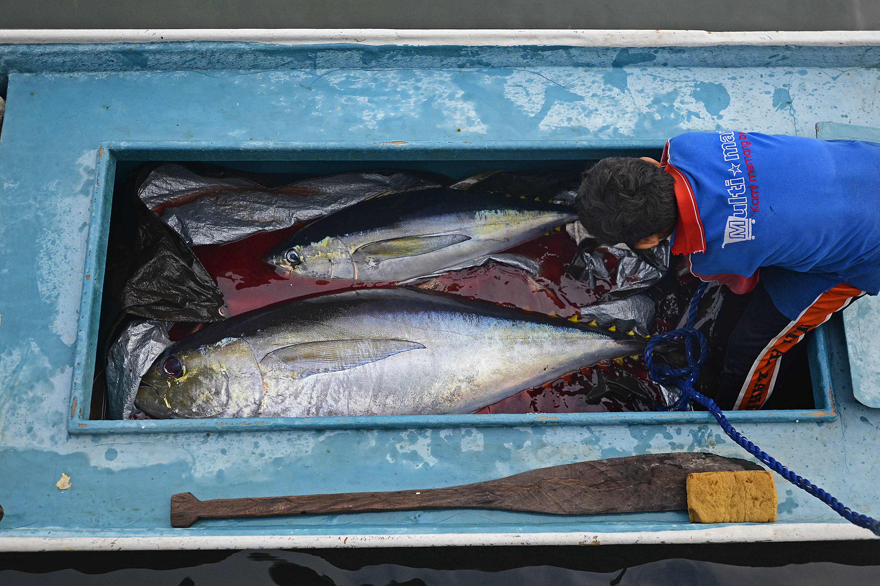 Nelayan membongkar tangkapan ikan tuna di dermaga desa Daeo, Pulau Morotai, Minggu (15/11). Potensi produksi ikan tuna di perairan Pulau Morotai diperkirakan mencapai 60 ribu ton per tahun namun yang dimanfaatkan selama ini masih di bawah 10 ribu ton per tahun itu pun sebagian besar dinikmati nelayan luar Morotai, seperti dari Sulawesi Utara. ANTARA FOTO/Fanny Octavianus.