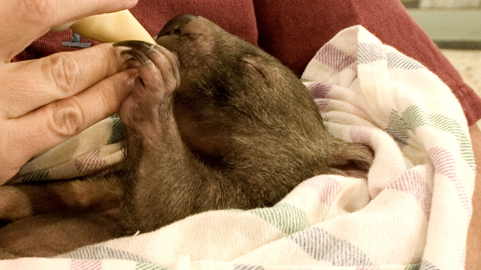 Baby Wombat Feeding. Flickr - Will Keightley.