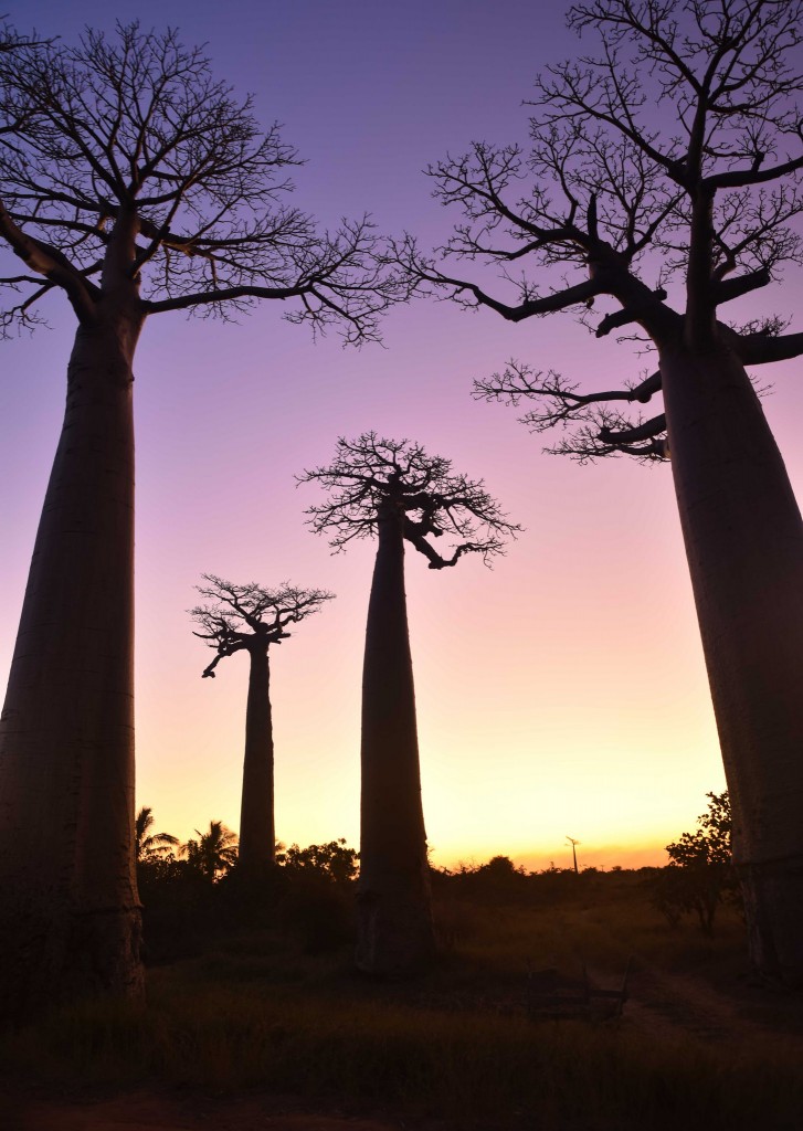 Baobabs, Madagascar.