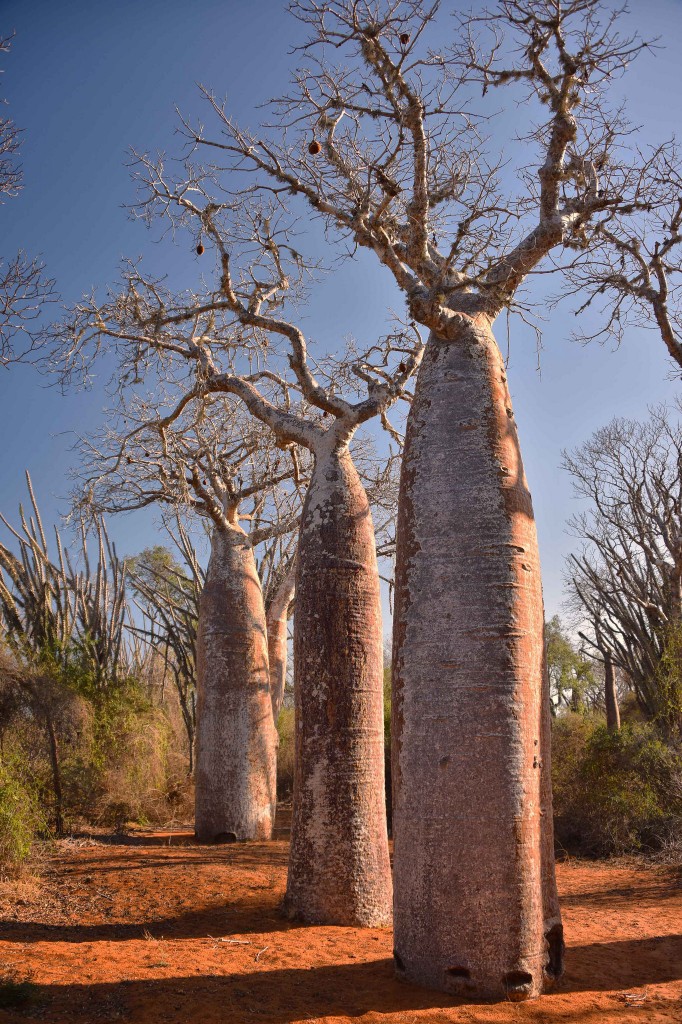 Baobabs, Madagascar.