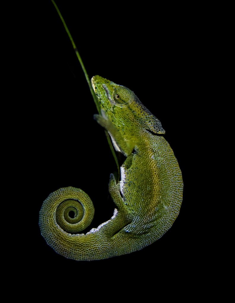 Chameleon, Madagascar.