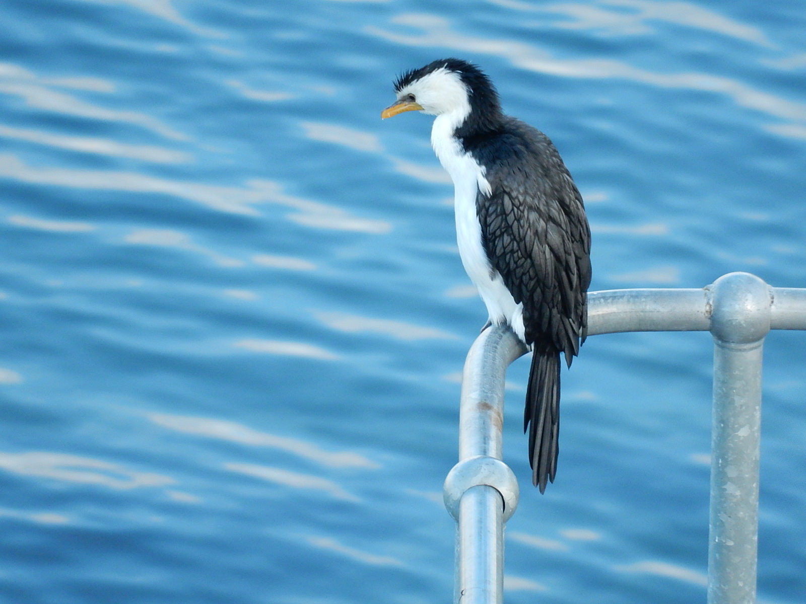 Cormorant At The Ready. Flickr - Michael Coghlan.
