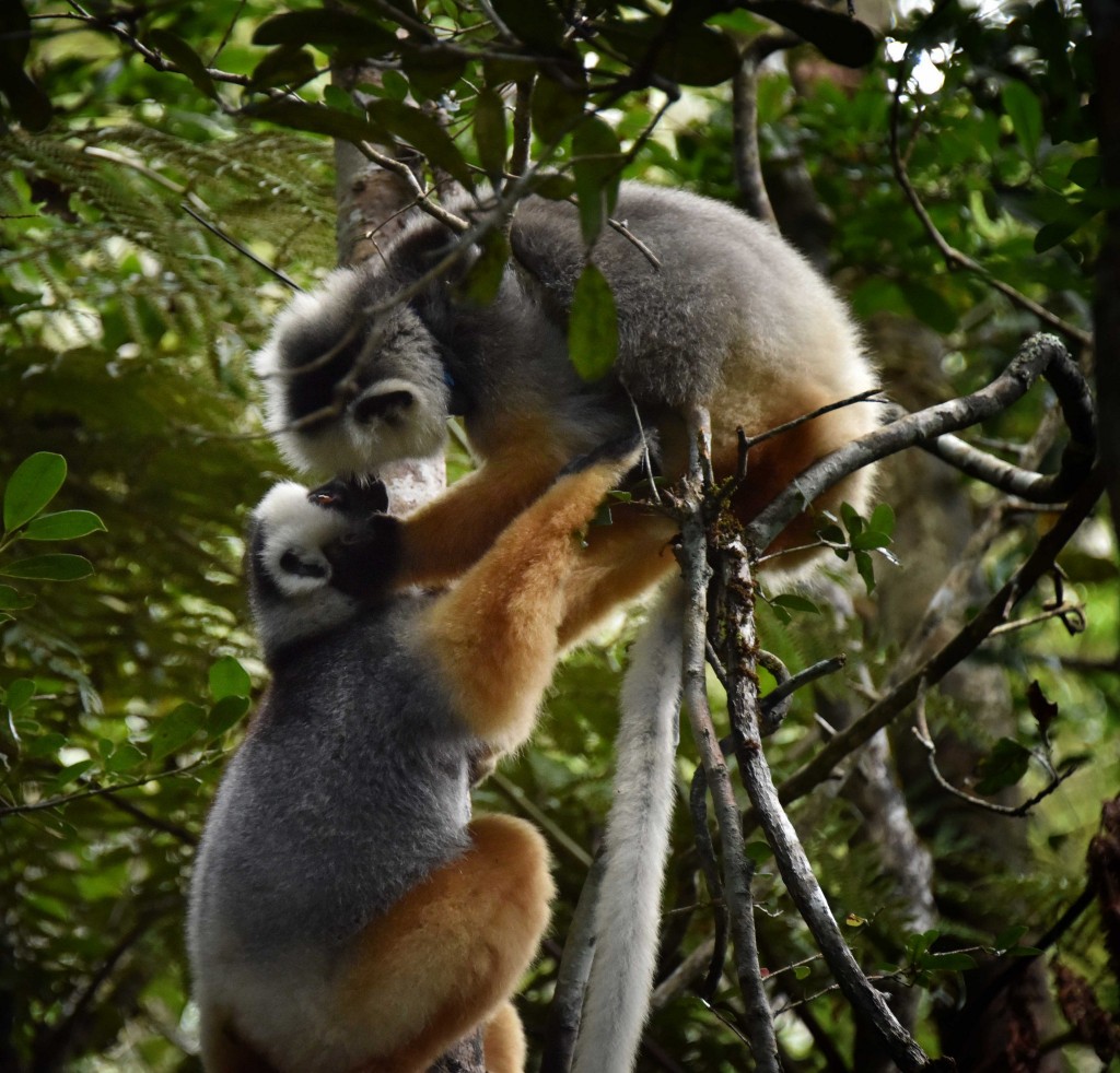 Diademed Sifakas, Madagasca.