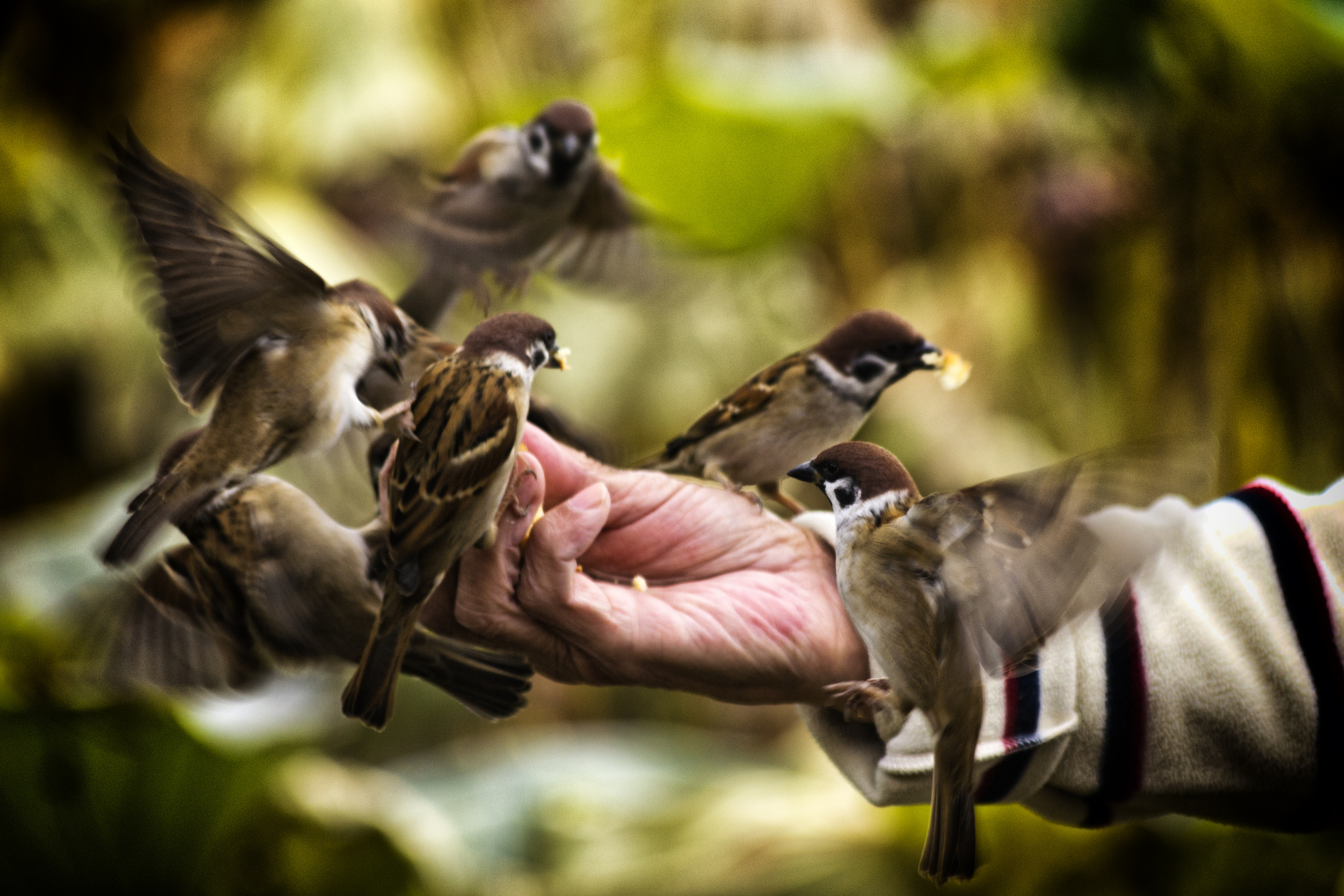 Feeding birds. Flickr - Diego Cambiaso.