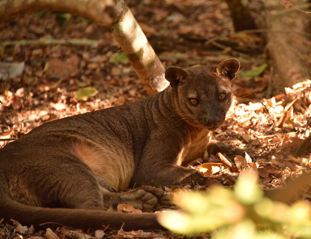 Fossa, Kirindy, Madagascar.