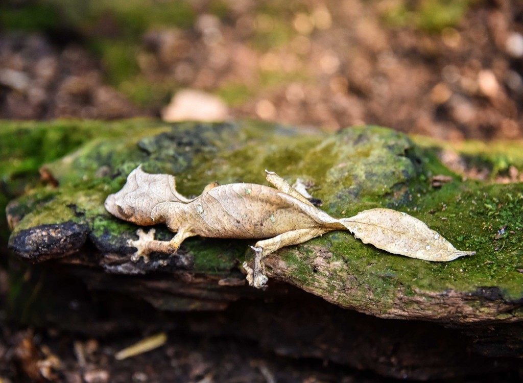 Leaf-tailed Lizard, Madagascar.