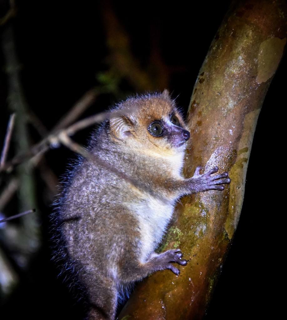 Mouse Lemur.