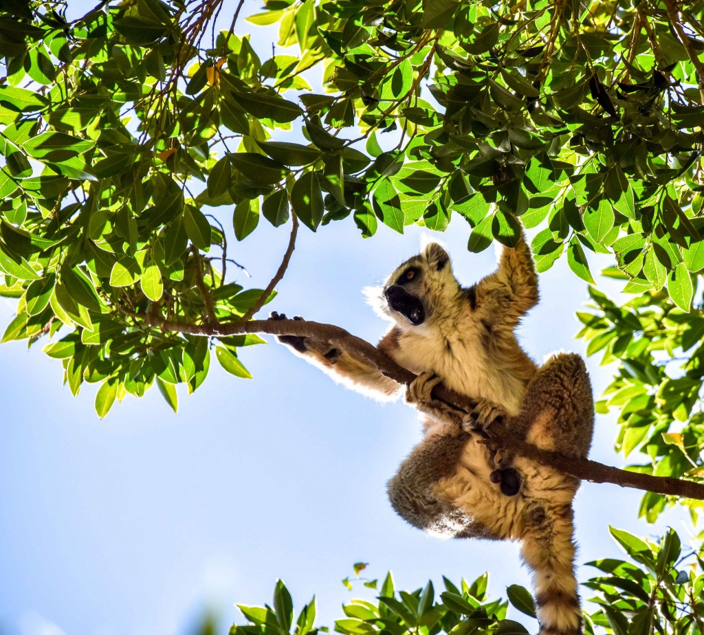 Ring-tailed Lemur Madagascar.