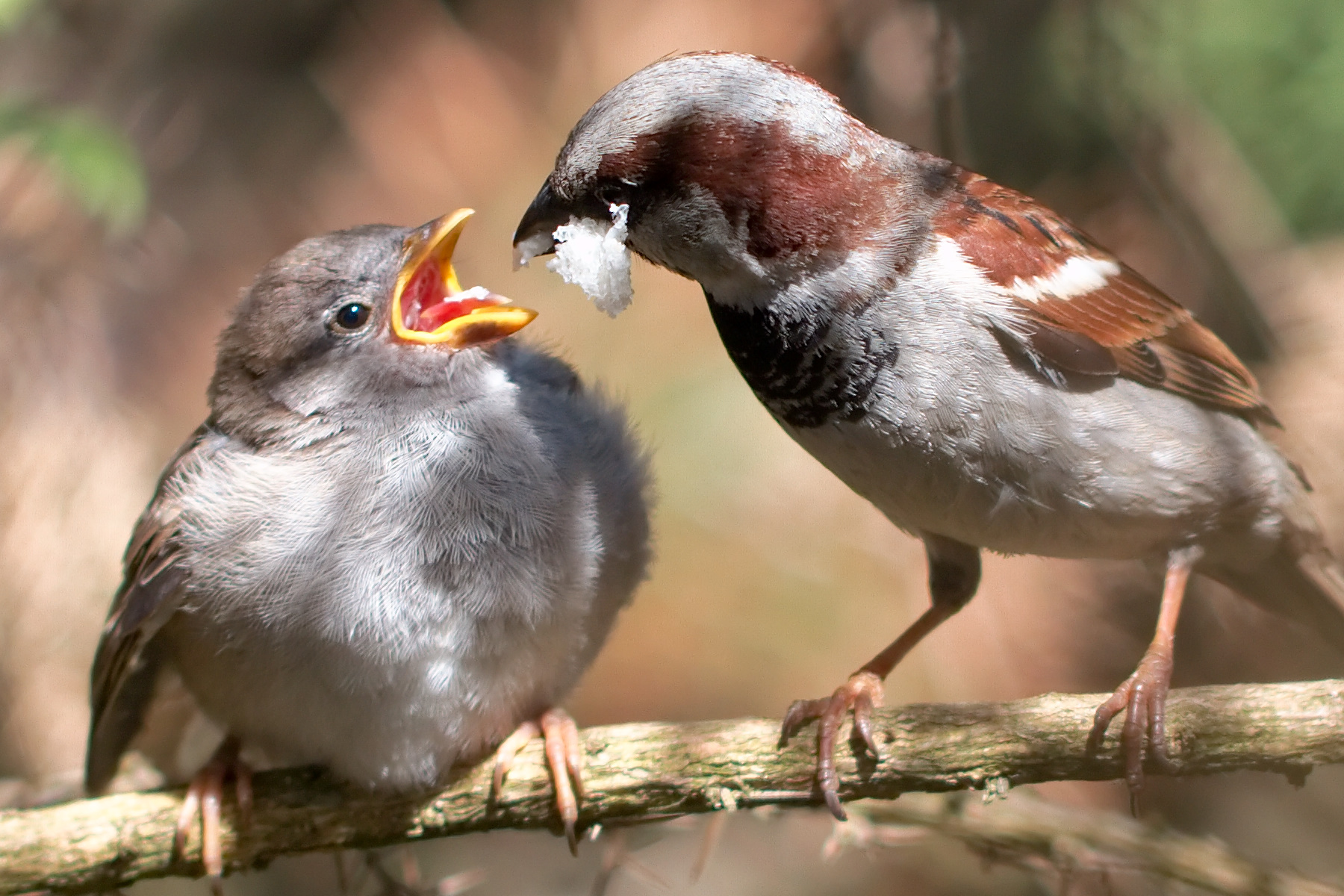 Witnessing this sparrow father feeding his child is a magical experience. Flickr - Sander van der Wel.