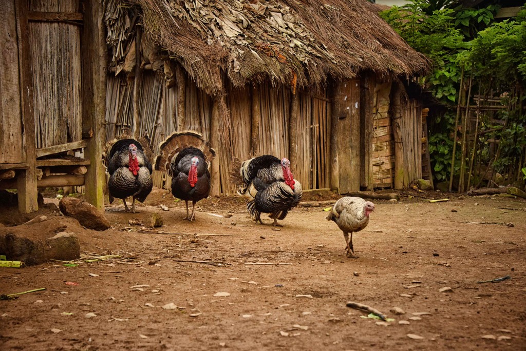 Turkeys, Madagascar.