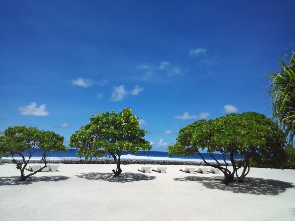 Tanaman Tepi Pantai 2