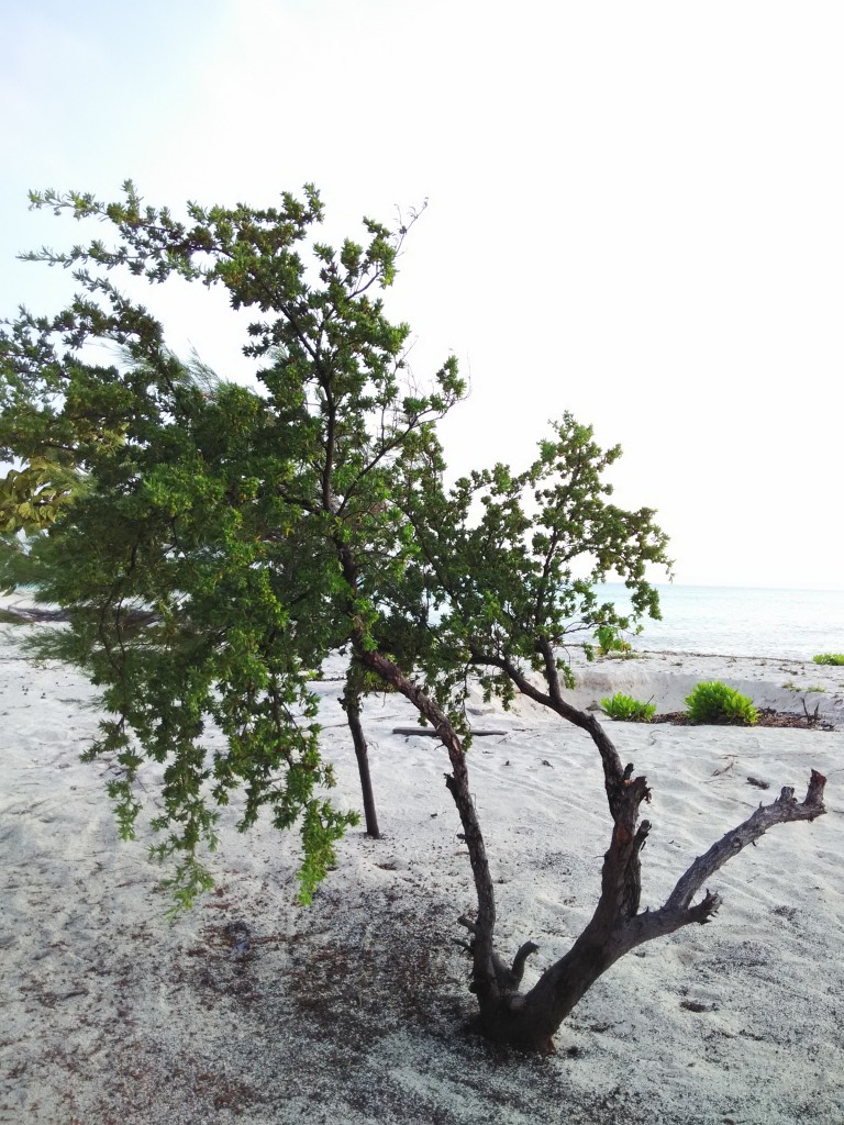 Tanaman Tepi Pantai 3