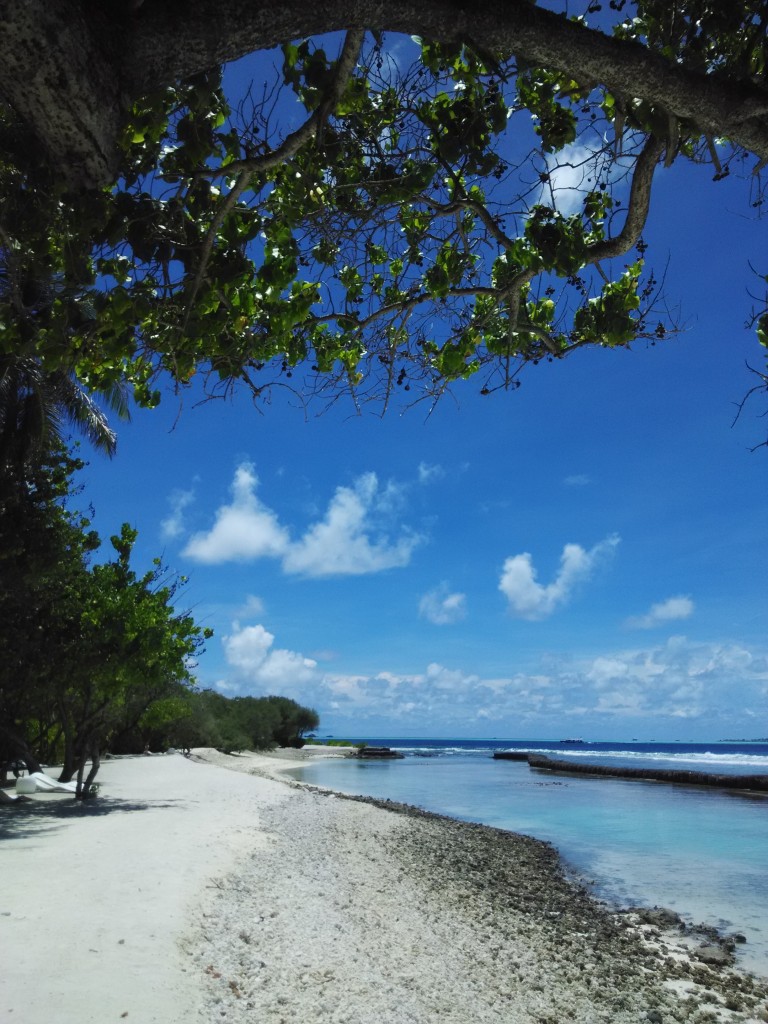 Tanaman Tepi Pantai 5