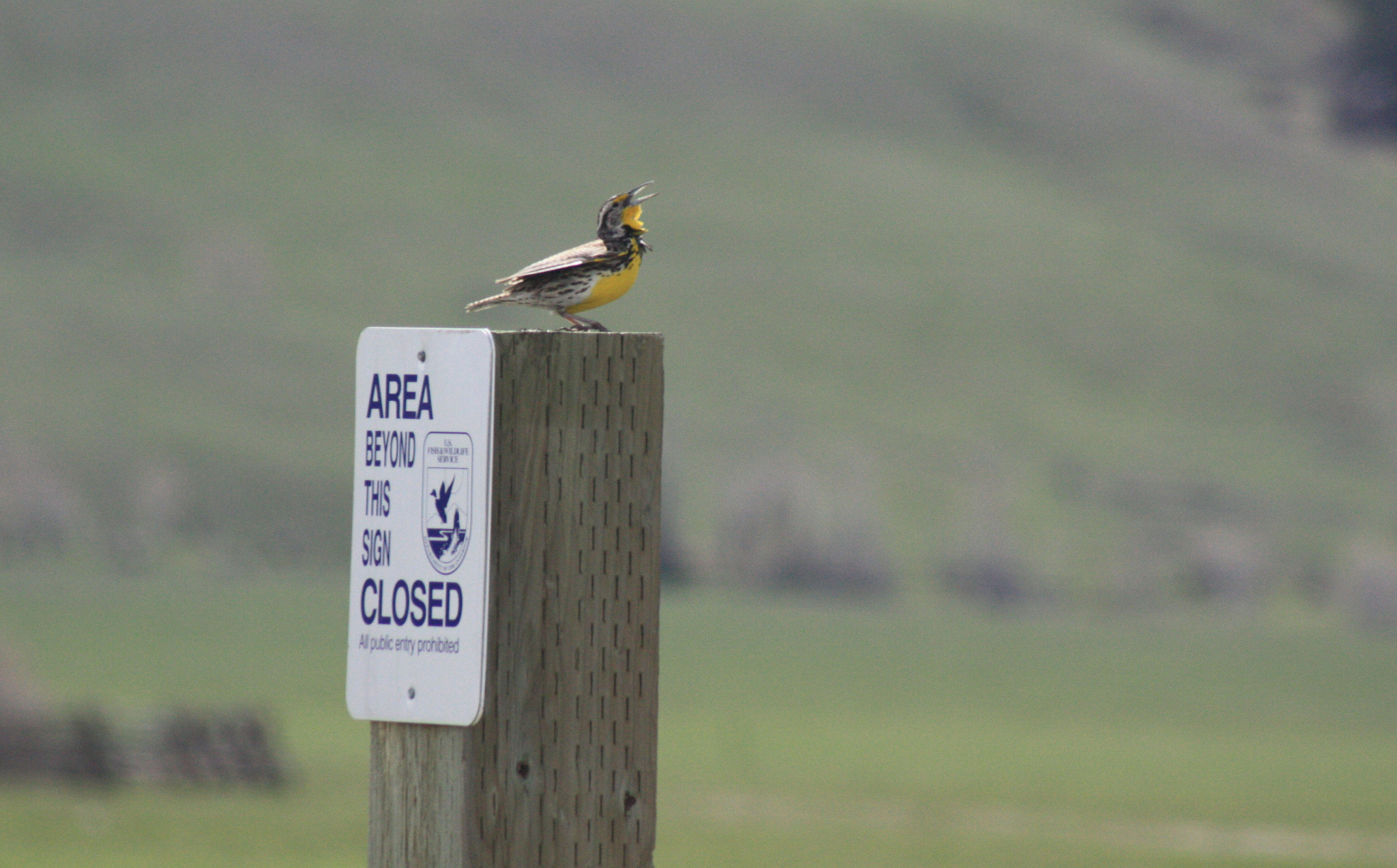 The State of Wyoming designated the Western Meadowlark as its offiicial state bird in 1927. In spring and summer, males sing out from atop fence posts, bushes, power lines, and other high points. This bird uses a National Elk Refuge boundary post to stand and deliver its distinctive song. Credit: USFWS / Ann Hough, National Elk Refuge volunteer. 