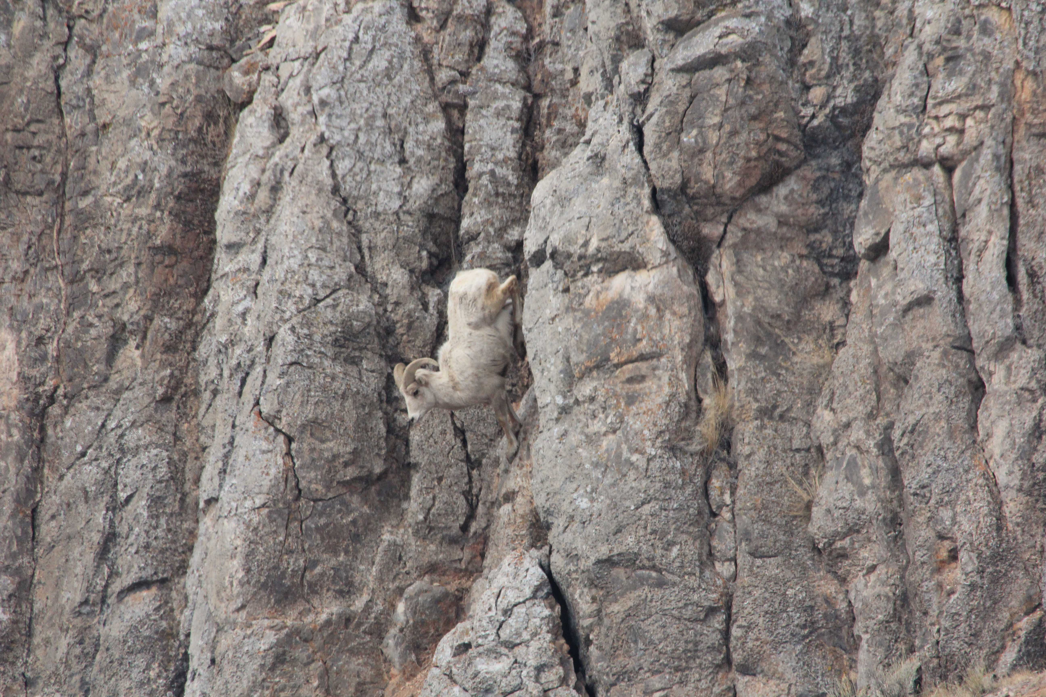 Credit: USFWS / Ann Hough, National Elk Refuge volunteer.