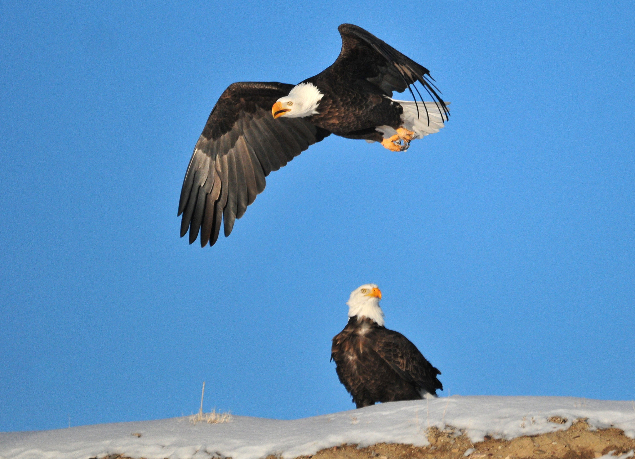 Bald Eagles. Photo: Tom Koerner/USFWS.