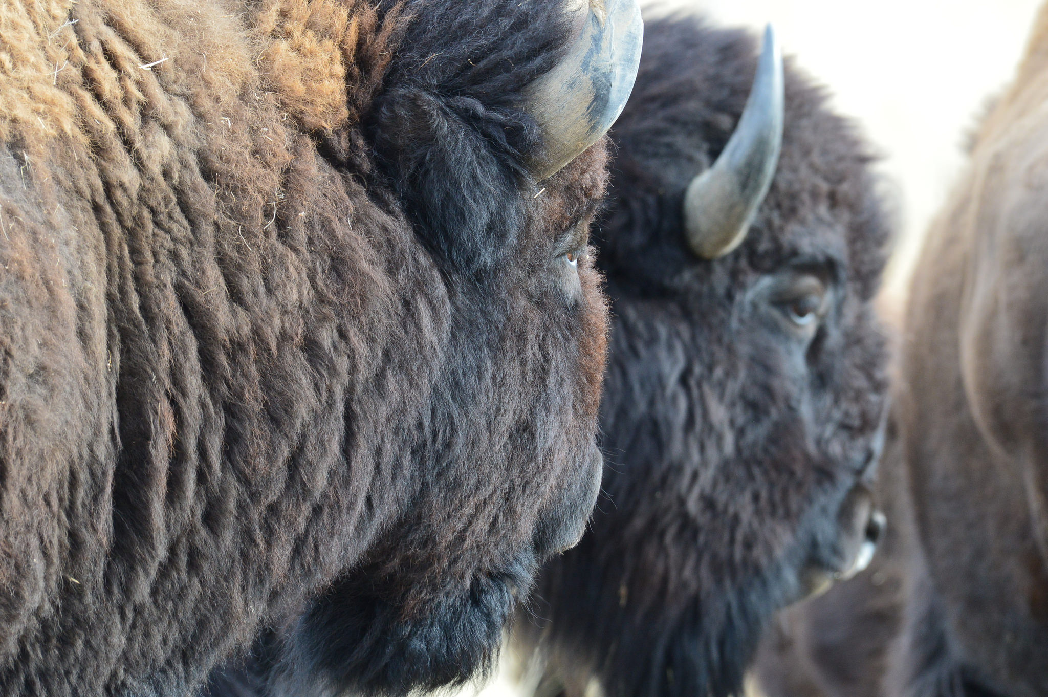 Bison at Rocky Mountain Arsenal National Wildlife Refuge. Credit: Ryan Moehring / USFWS.