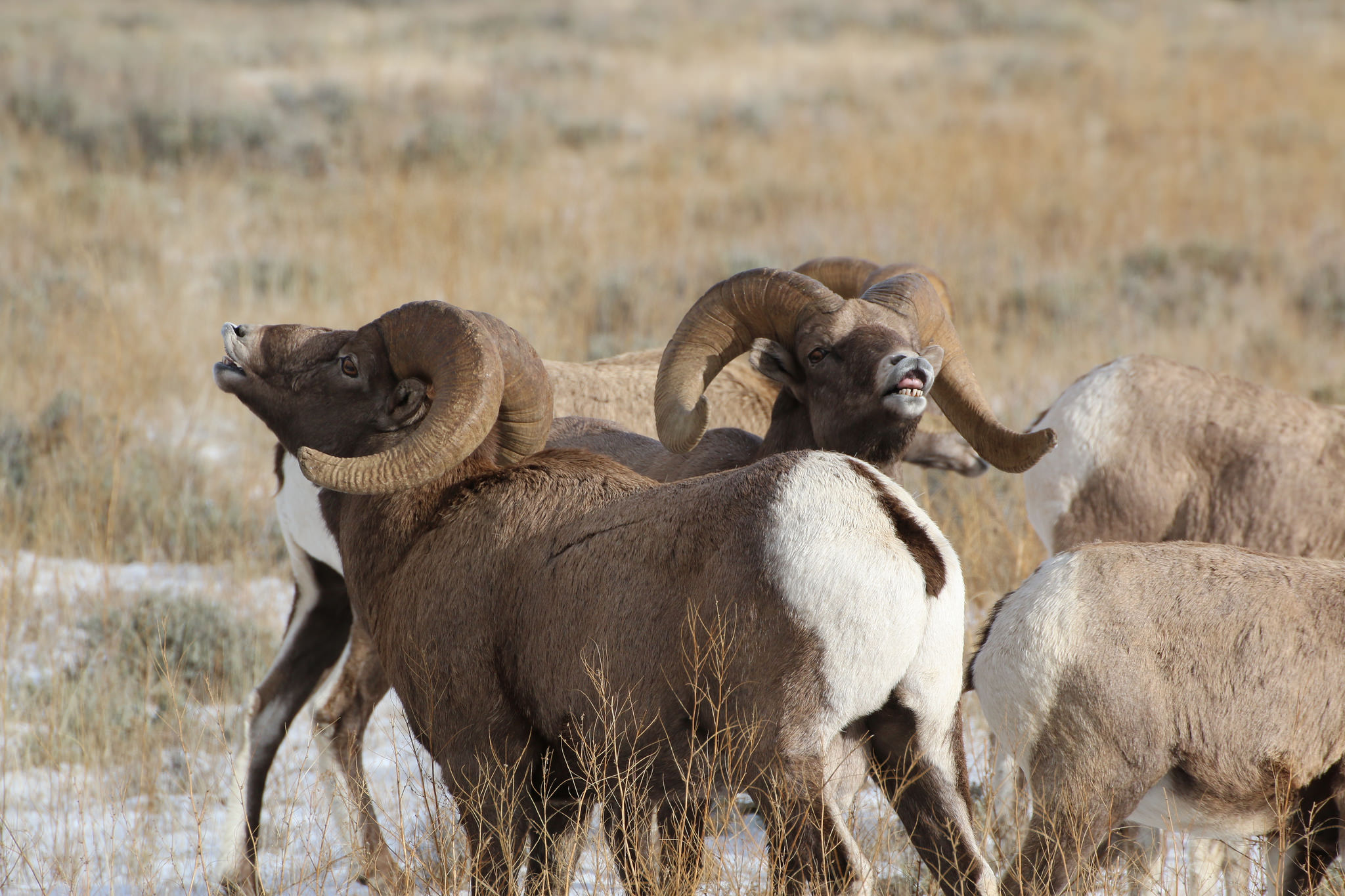 Courting, Bighorn Sheep Style. Credit: Lori Iverson / USFWS