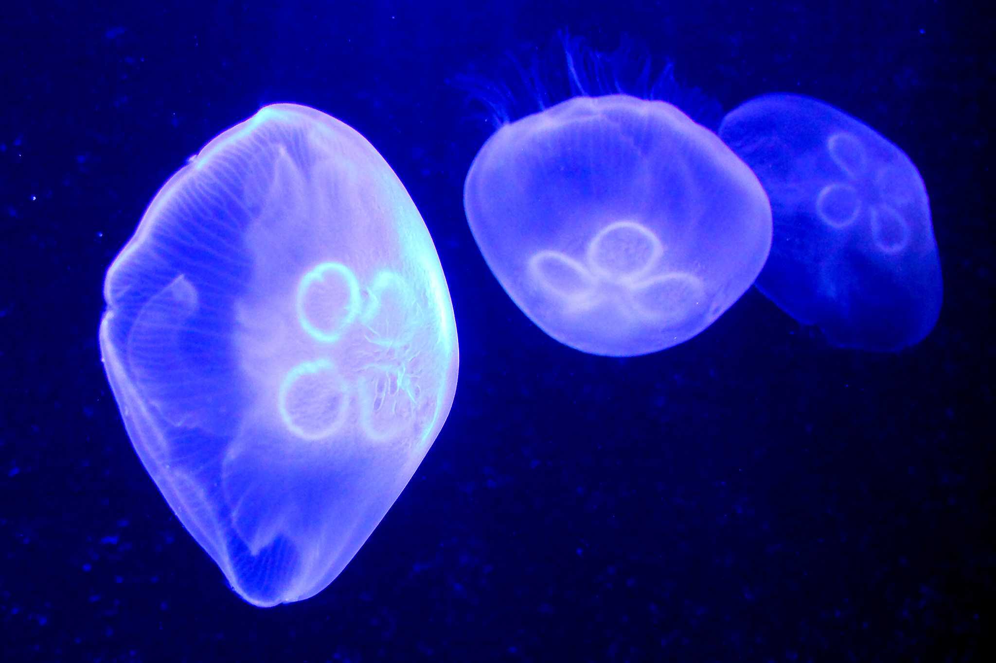 Common jellyfish. Flickr - Stig Nygaard.
