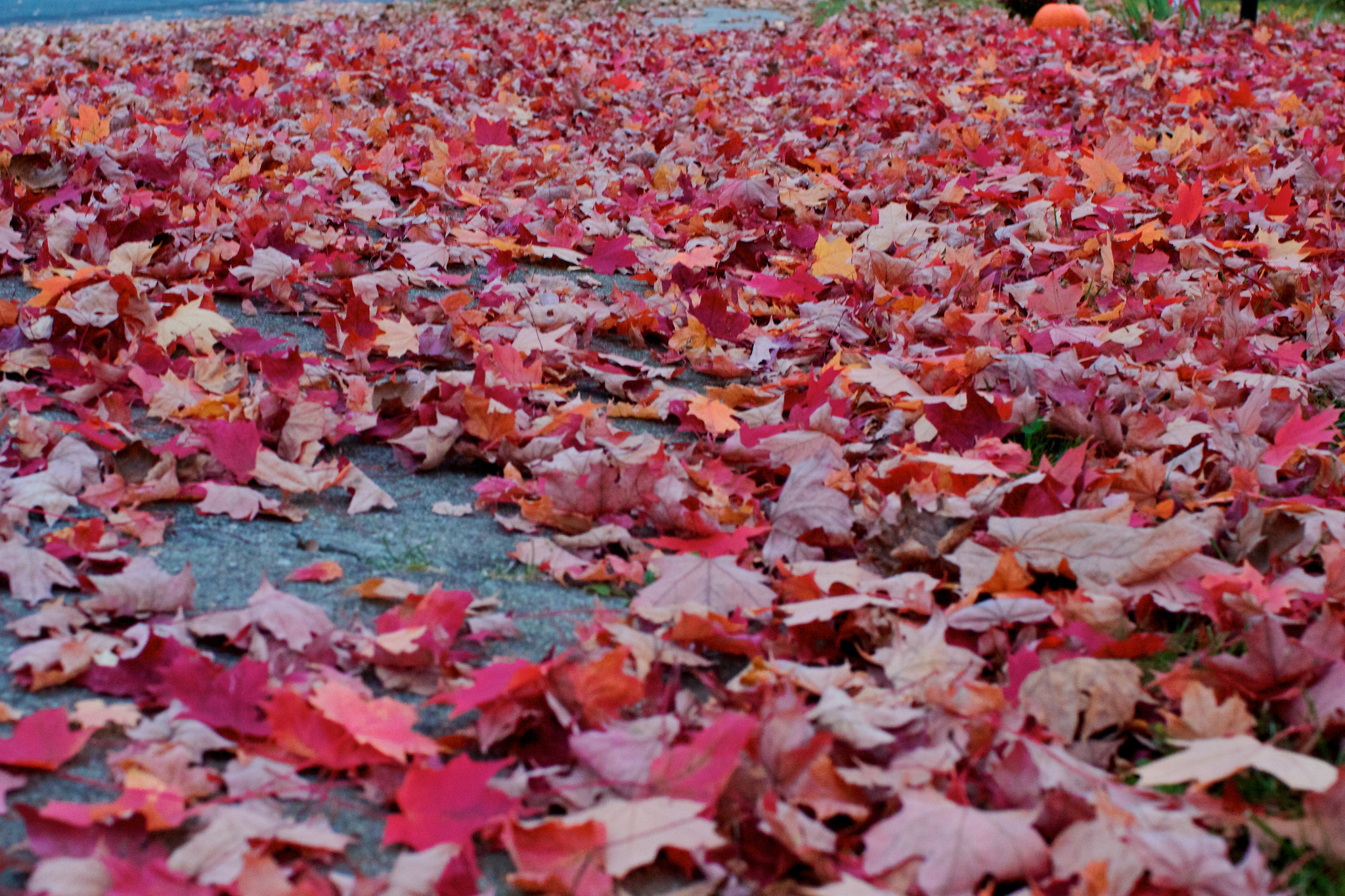 Many Red Leaves. Flickr - Michael Bentley.