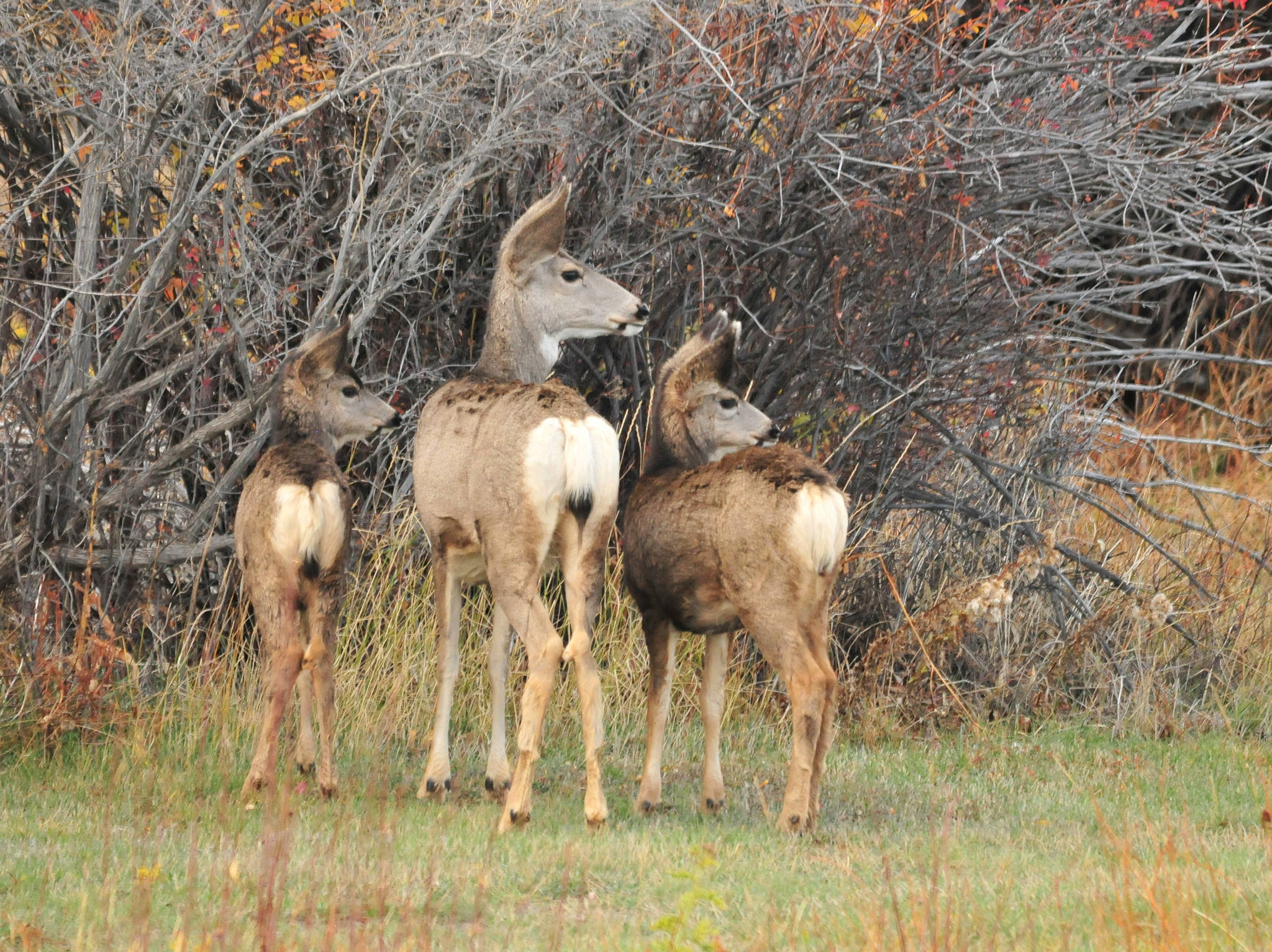 Mule Deer Doe. Photo: Tom Koerner/USFWS.