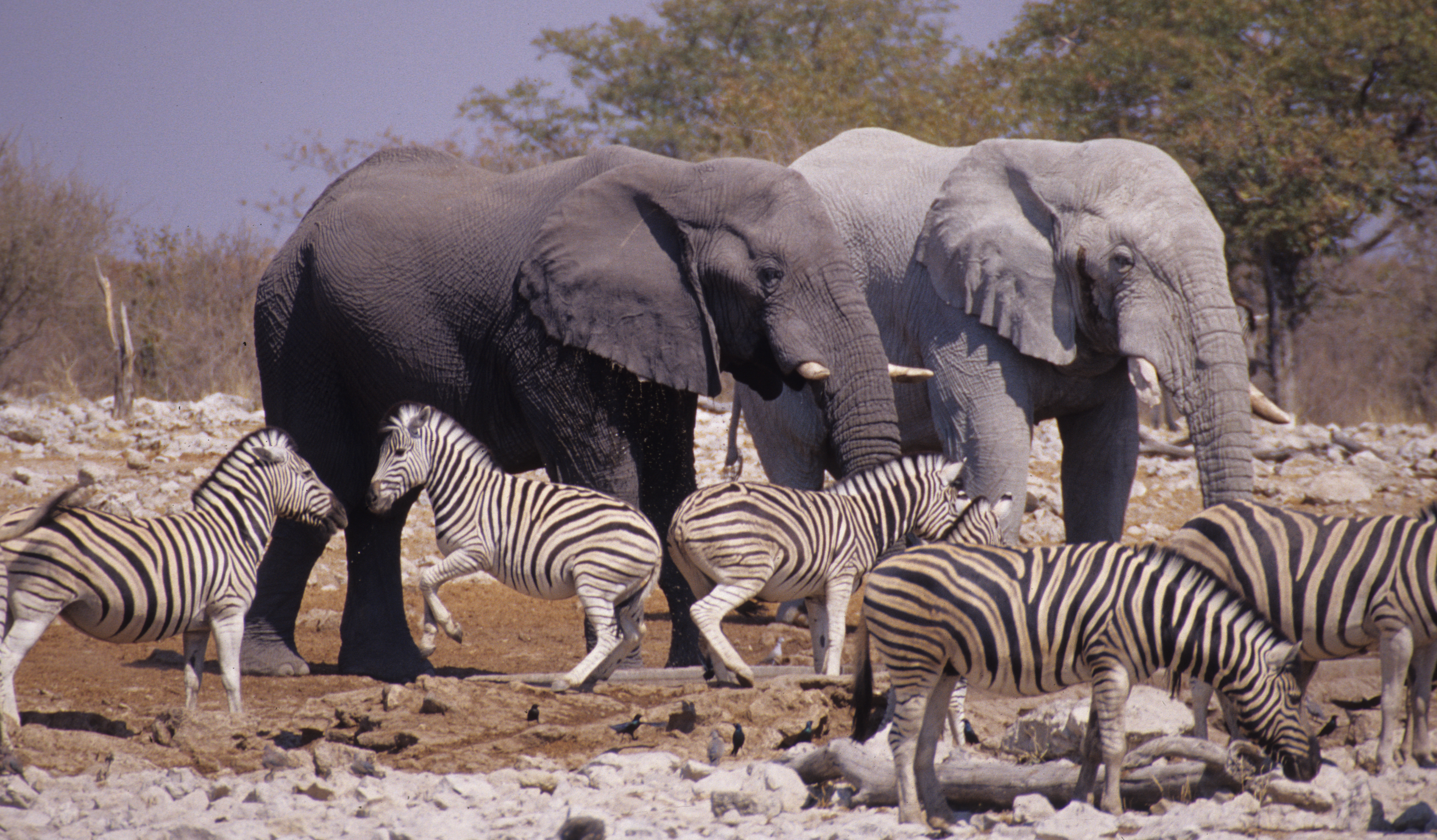 Etosha National Park - NAMIBIA. Flickr - Mazzali.