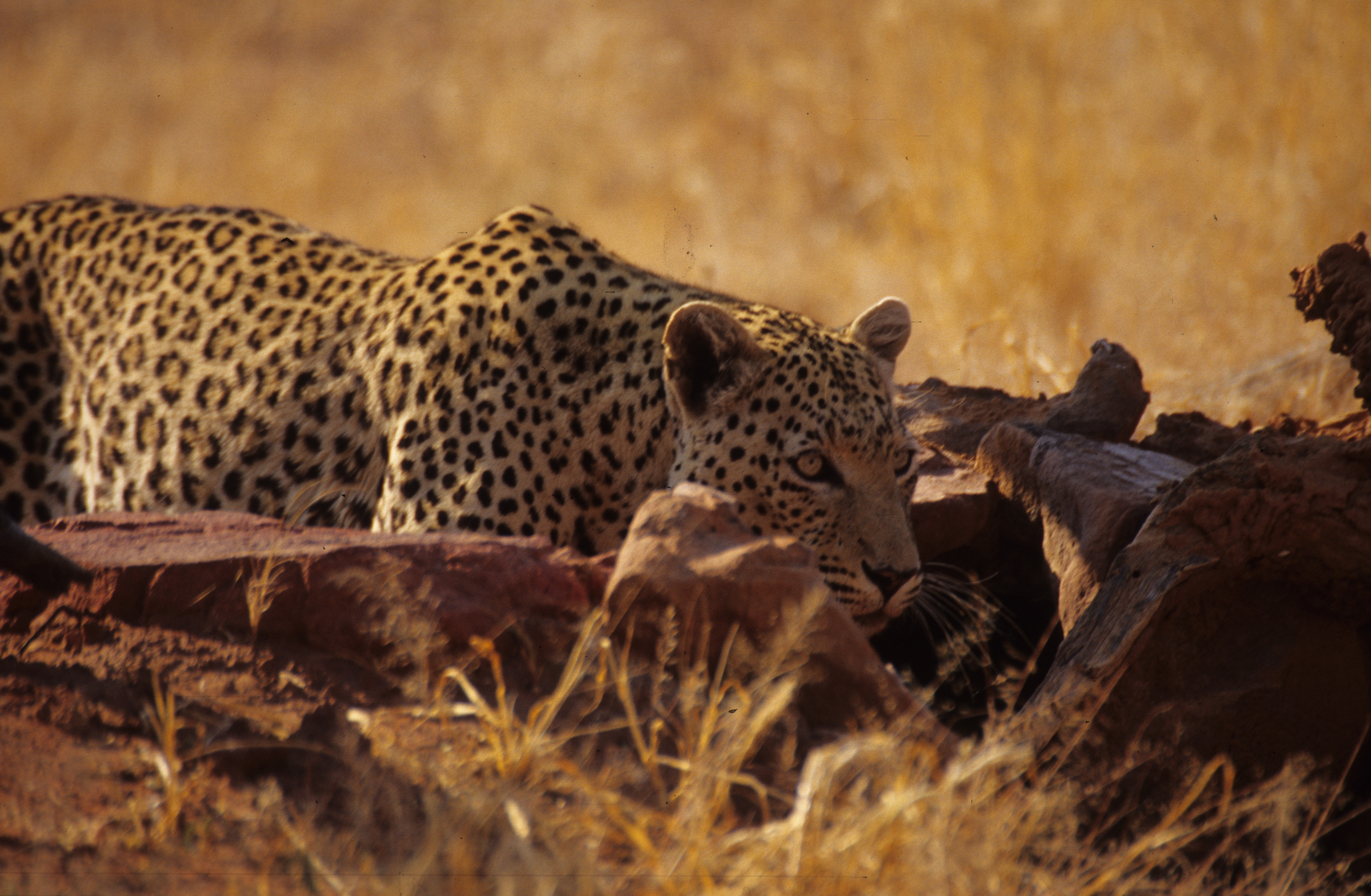 Etosha National Park - NAMIBIA. Flickr - Mazzali.