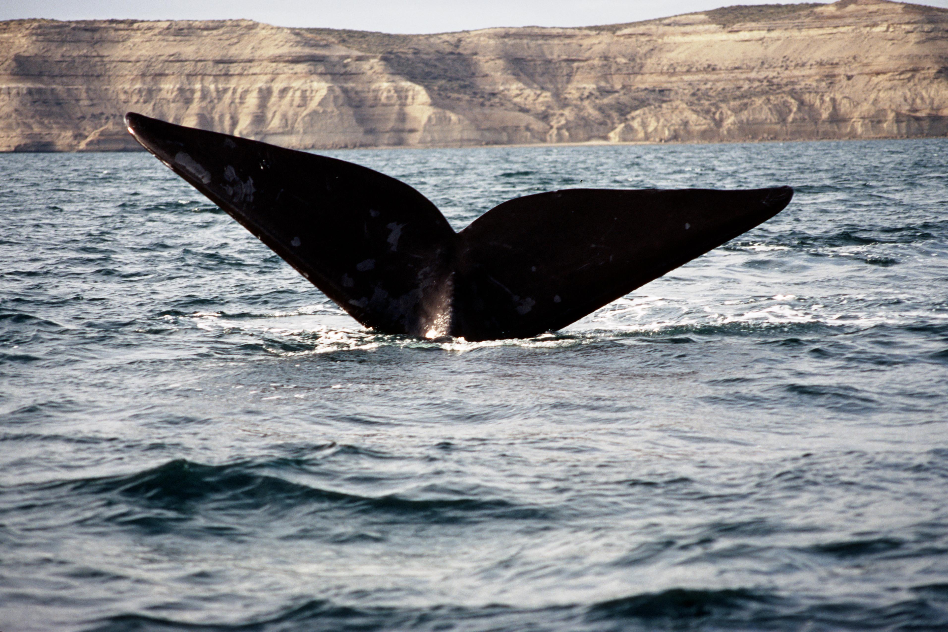 Whale - Peninsula Valdes - ARGENTINA. Flickr - Mazali.
