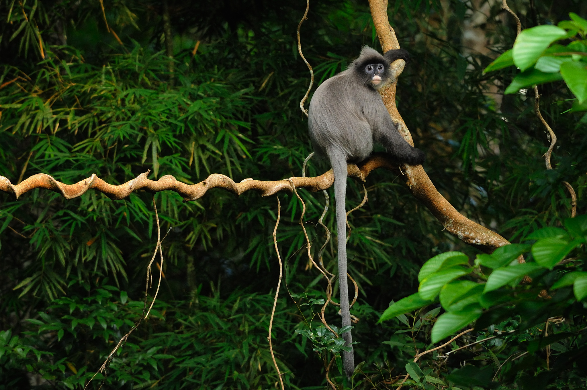 Phayre's Langur also known as Phayre's Leaf Monkey, Trachypithecus phayrei in Phu Khieo Wildlife Sanctuary, Thailand. Flickr - tontantravel.