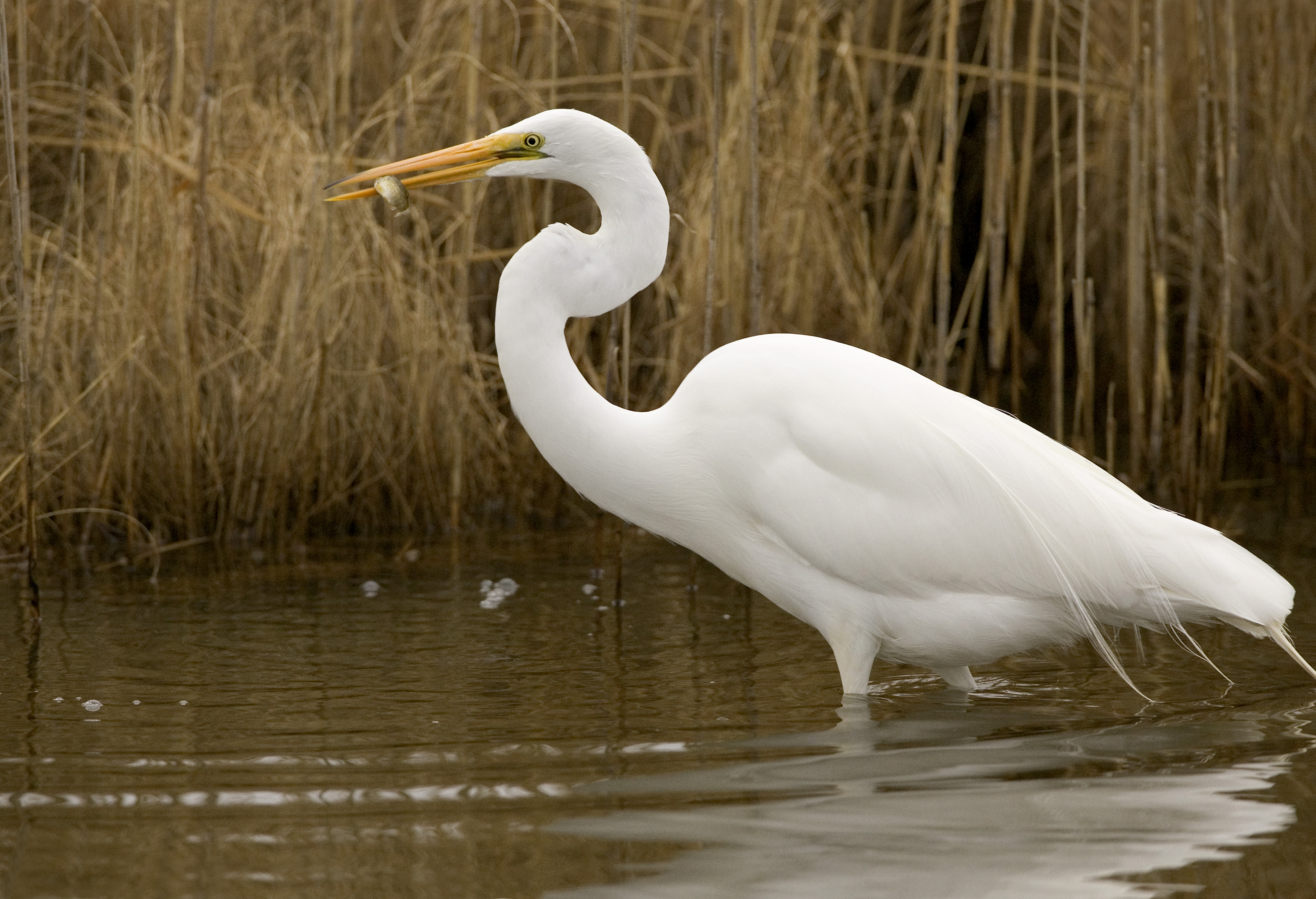 Great egret catches a fish at Chincoteague National Wildlife Refuge in Virginia. Credit: Steve Hillebrand/USFWS. Flickr - U.S. Fish and Wildlife Service Northeast Region.