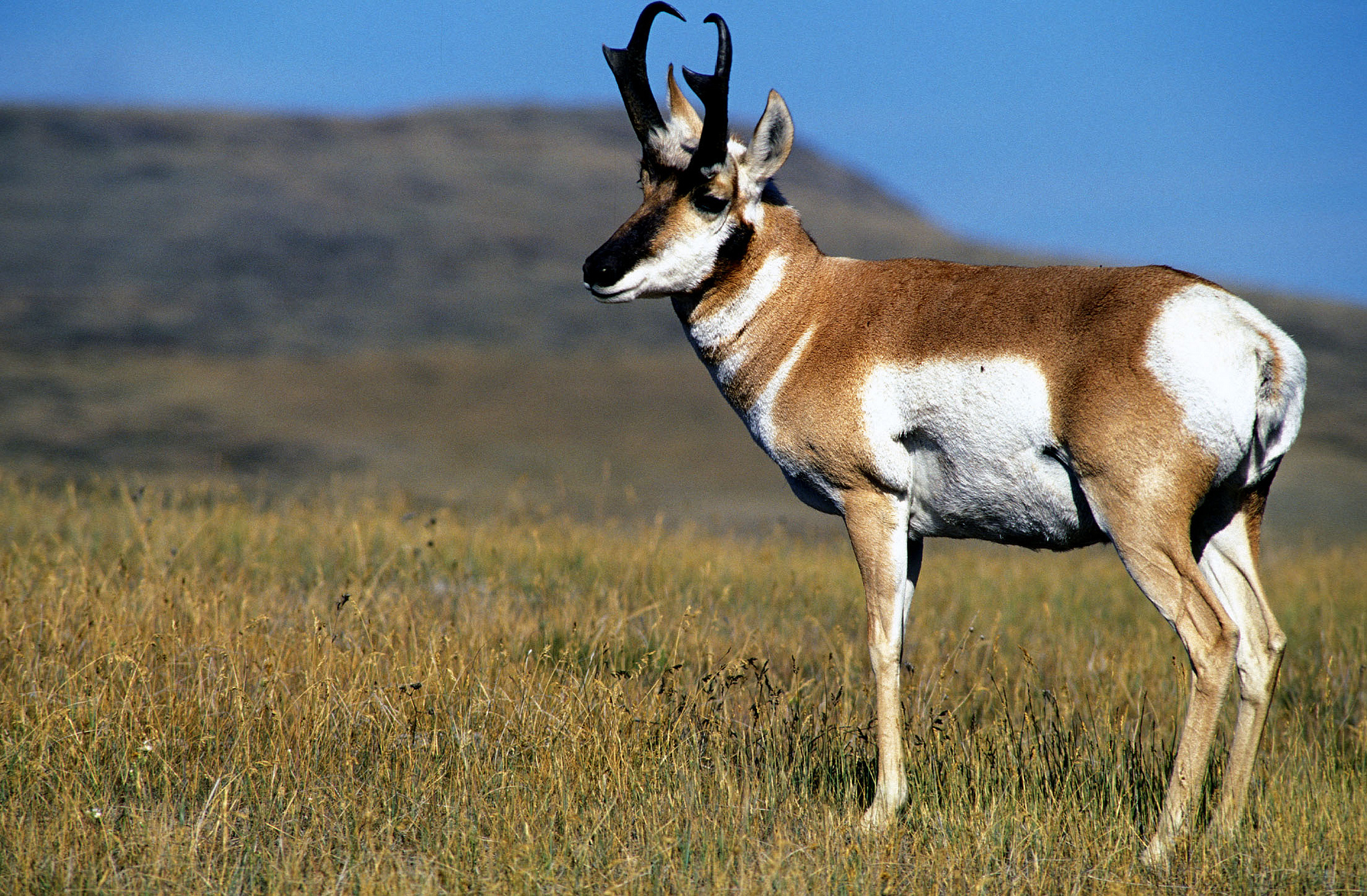 CMR National Wildlife Refuge was established, in part, for pronghorn antelope. Credit: USFWS. 