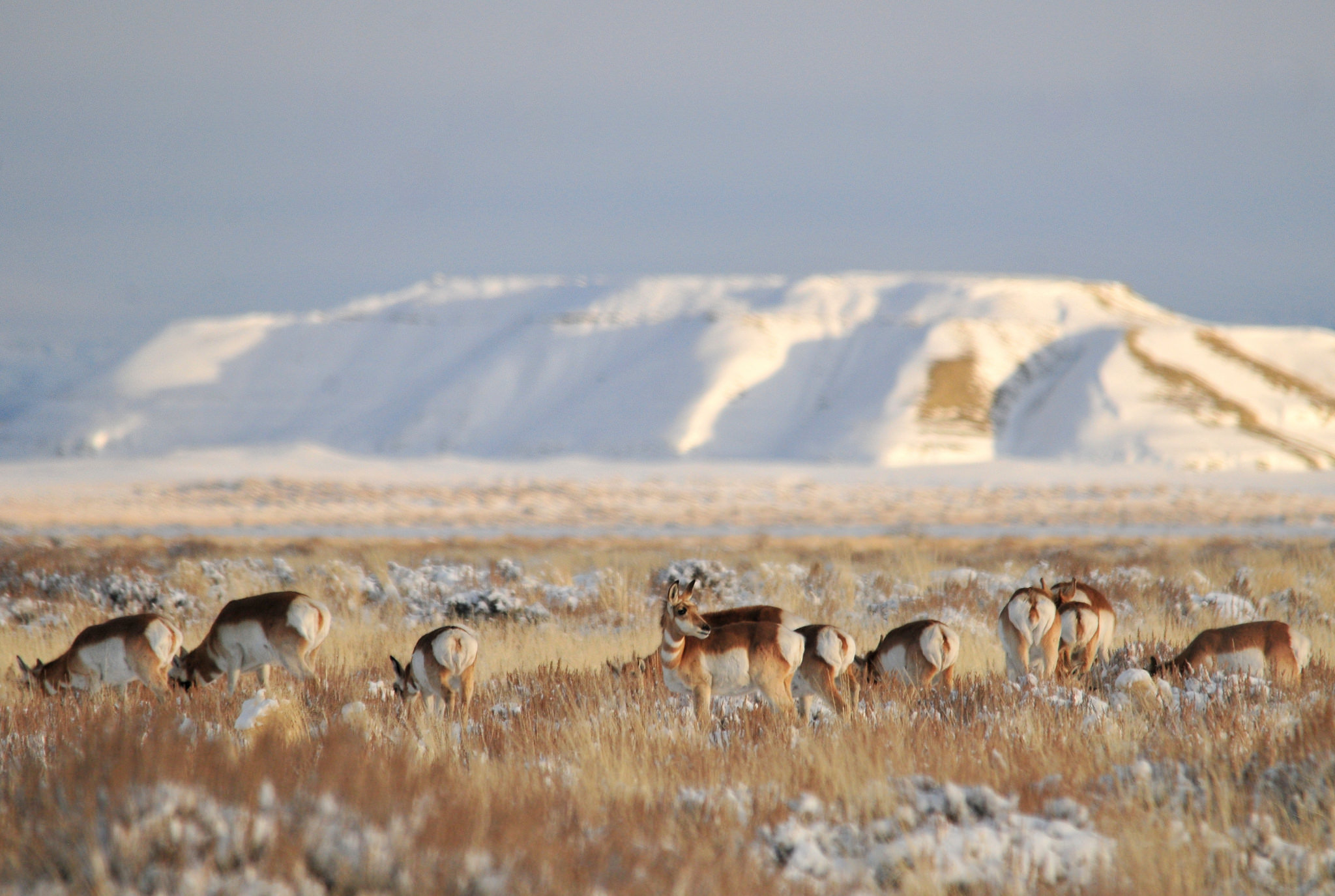 Pronghorns on Winter Range Near Seedskadee NWR. Photo: Tom Koerner/USFWS.