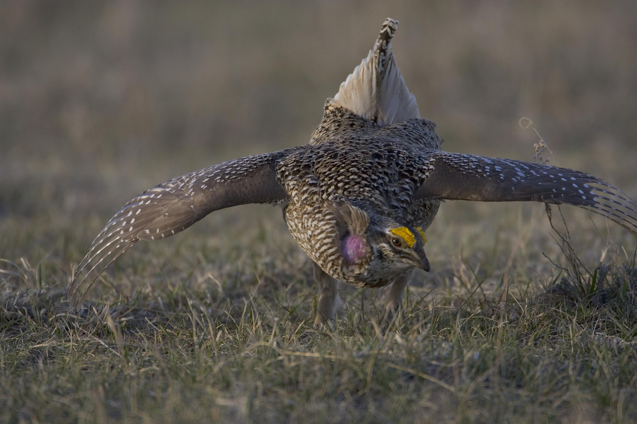 Charles M. Russell National Wildlife Refuge was established, in part, for sharp-tailed grouse. The males display on dancing grounds called "leks" in the spring. Credit: USFWS.