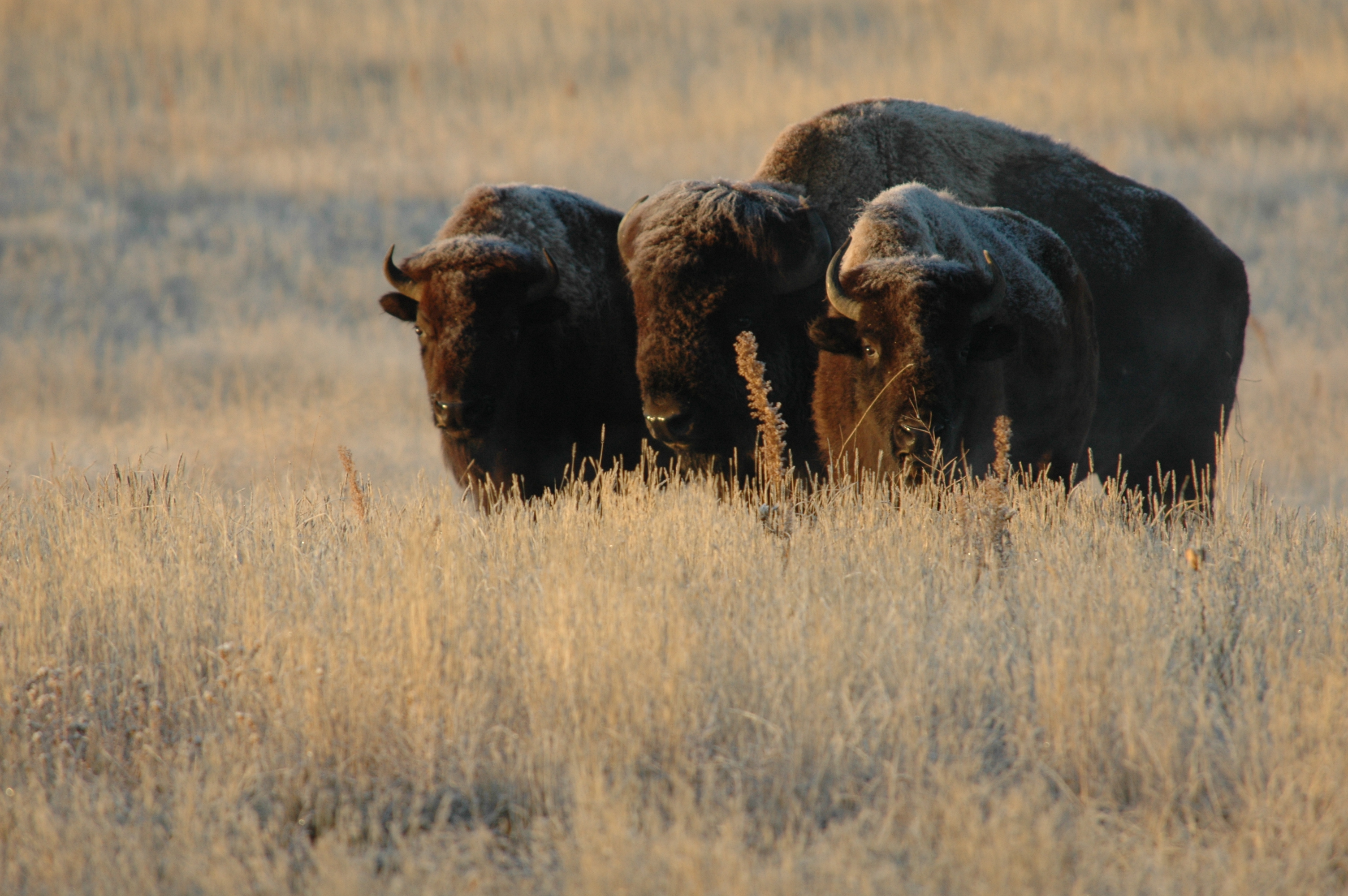 Bison graze on the Rocky Mountain Arsenal National Wildlife Refuge established in 2004. Photo by: Rich Keen/DPRA INC. Flickr - U.S. Army Environmental Command.