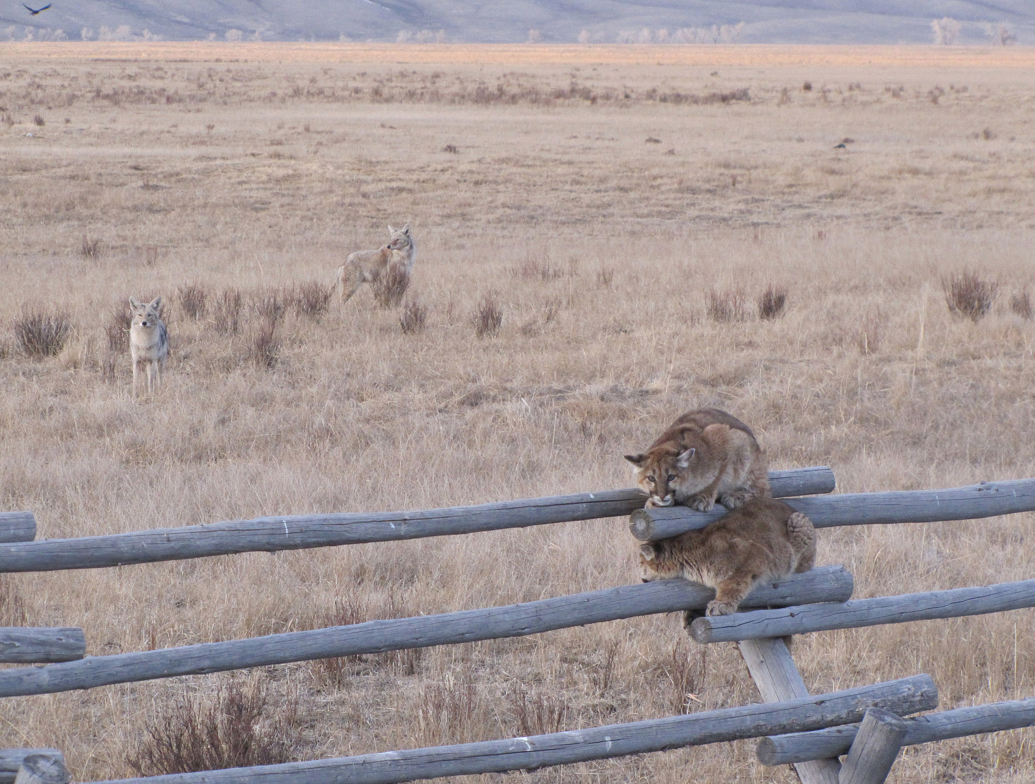 The National Elk Refuge's Outdoor Recreation Planner witnessed a spectacular standoff between two juvenile mountain lions and five coyotes. The coyotes let the cats know they weren’t welcome in the area. The mountain lions sought safety on a buck and rail fence for over an hour while the coyotes lurked in the background. Now, two of the five coyotes can be seen in the background as one of the mountain lions looks anxiously behind. Credit: Lori Iverson / USFWS.