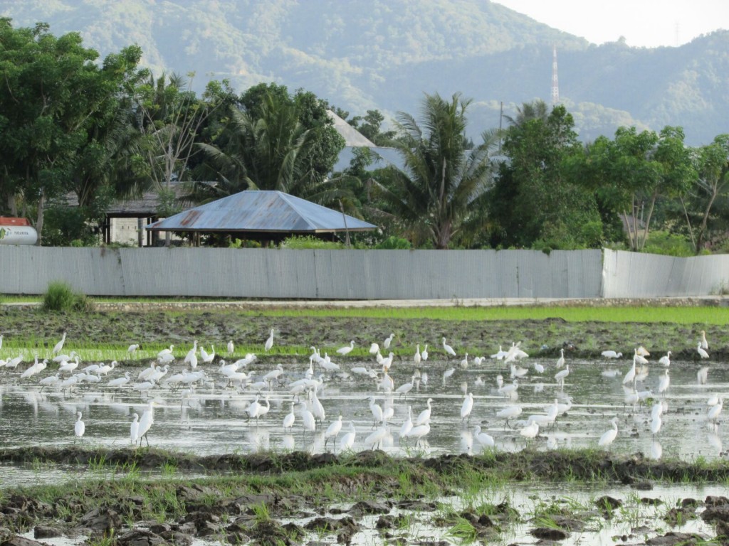 Jalan Bali Gorontalo4