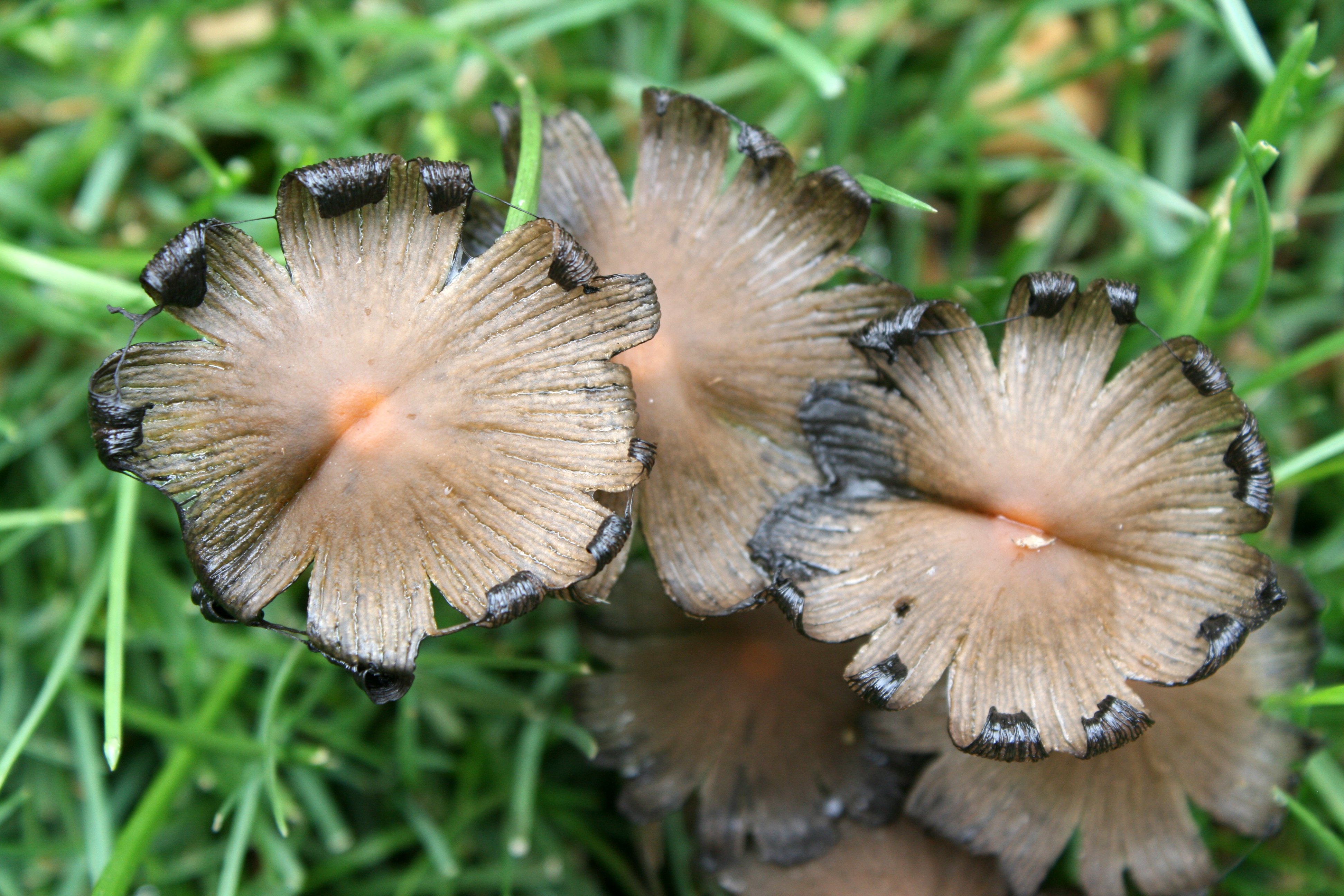 Curly-rimmed mushrooms. Flickr - Quinn Dombrowski.