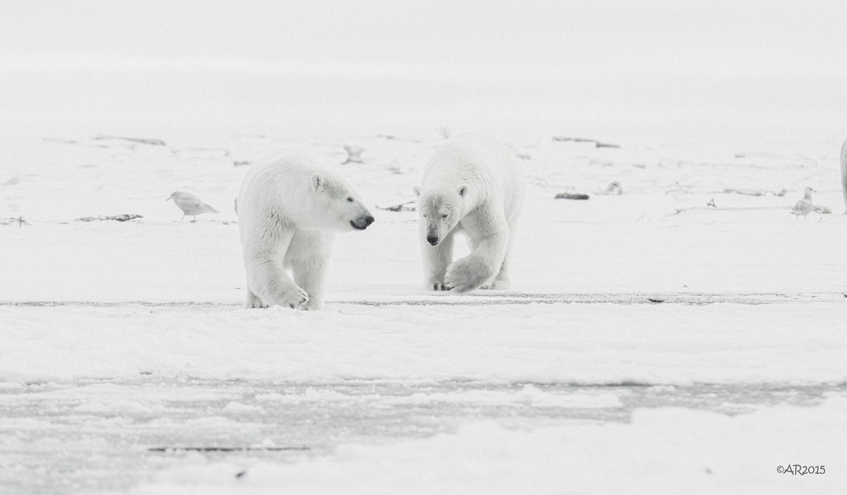 Flickr - Anita Ritenour.