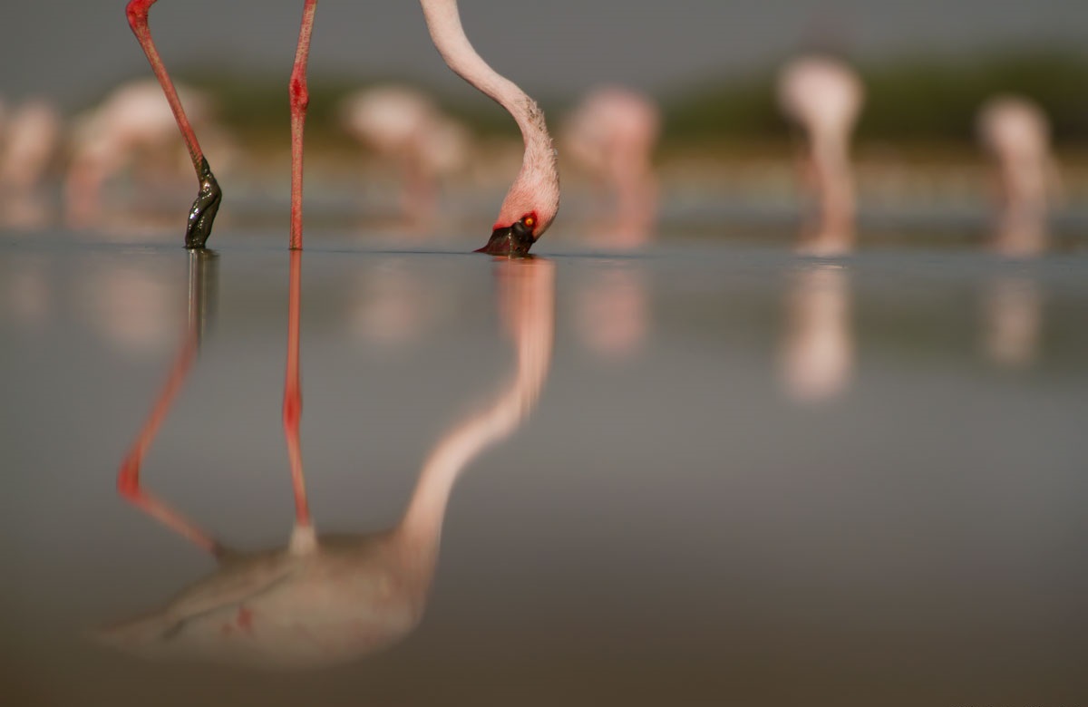 Flickr - Nitish Bindal Agrawal.
